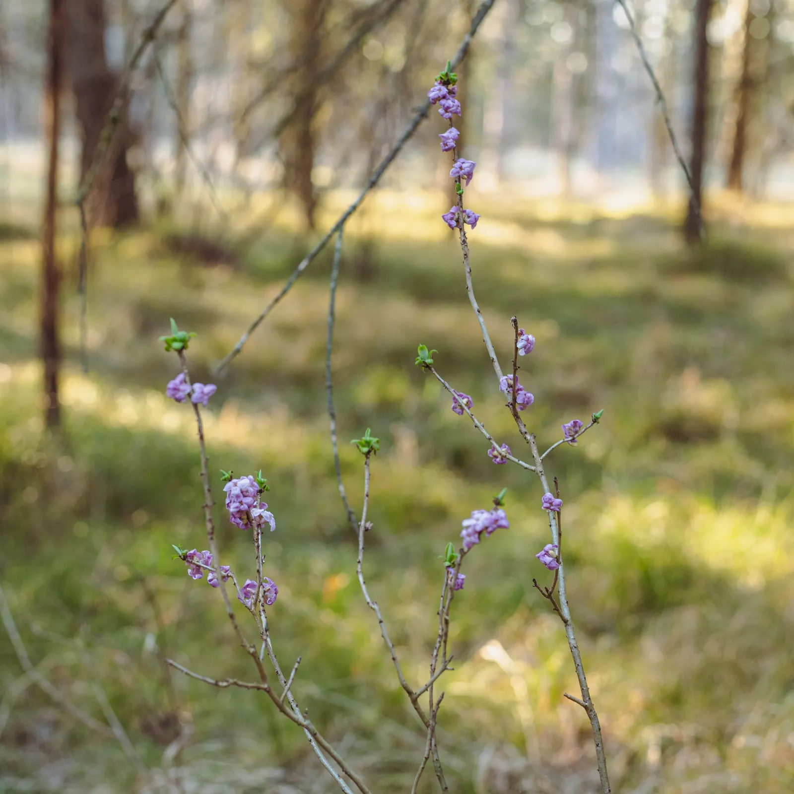 February Daphne (Daphne Mezereum) — so it should be situated away from areas frequented by pets and children; blossoms early spring before leaf emergence