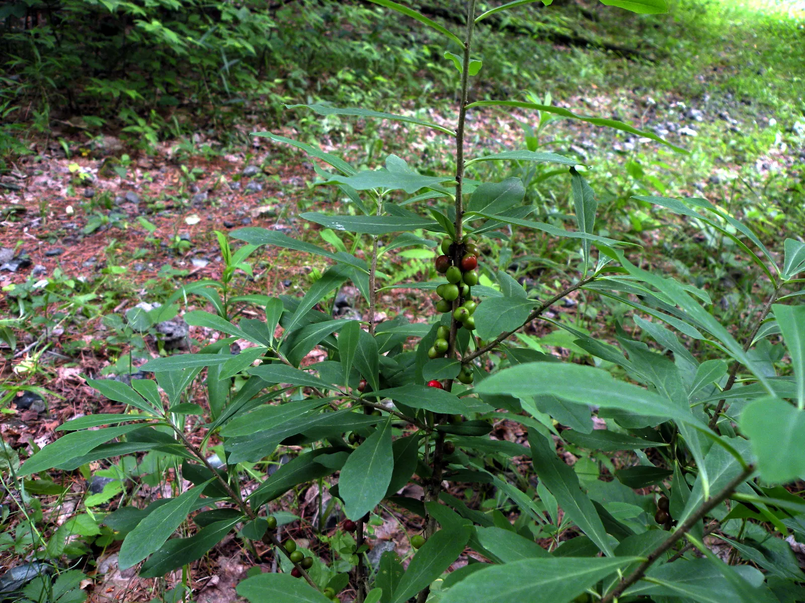 February Daphne (Daphne Mezereum) — shrub with pink blooms; bright red berries.<br><br>For optimum growth, image 77