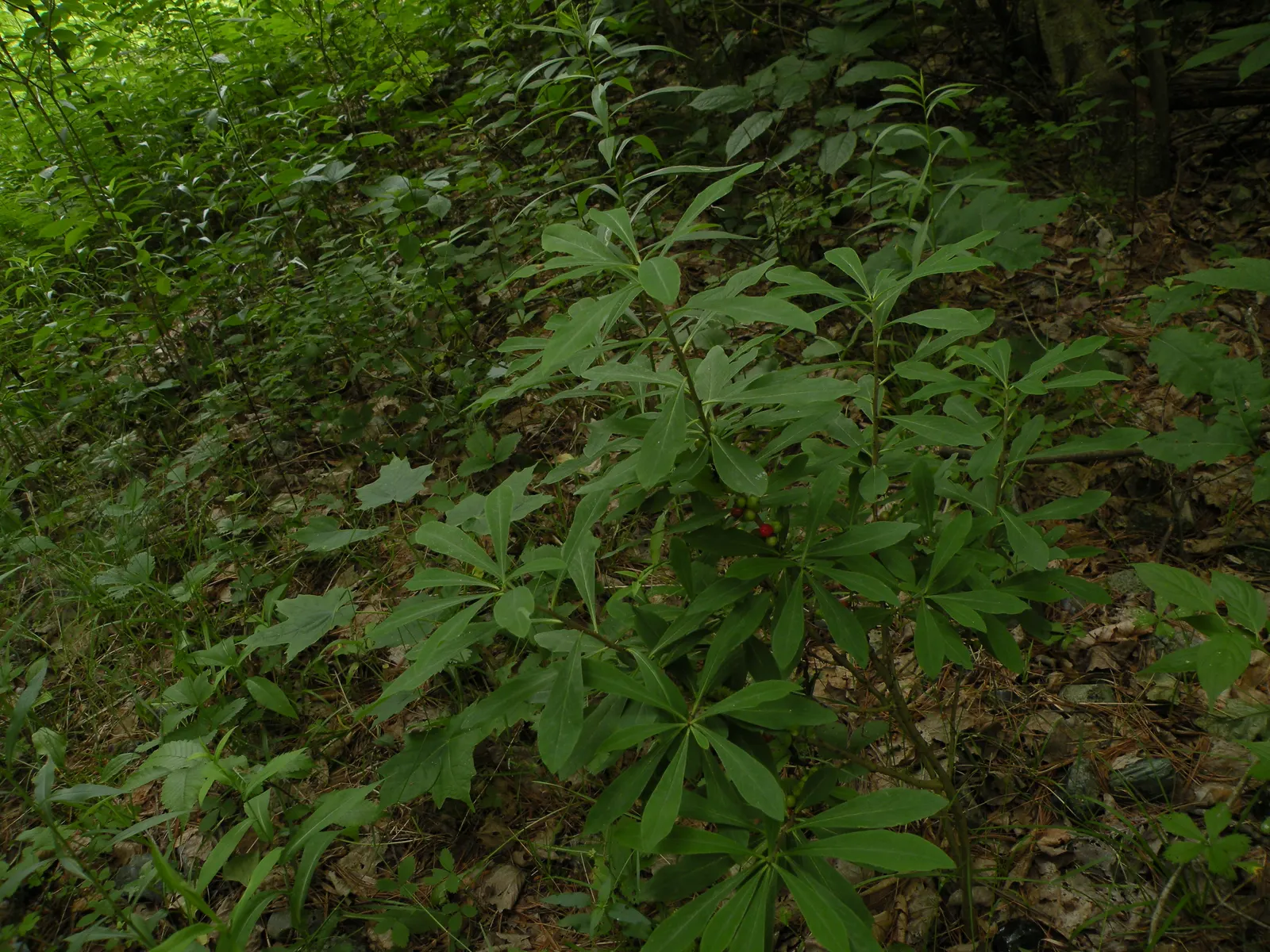February Daphne (Daphne Mezereum) — shrub for half; so it should be situated away from areas frequented by pets and children, image 104