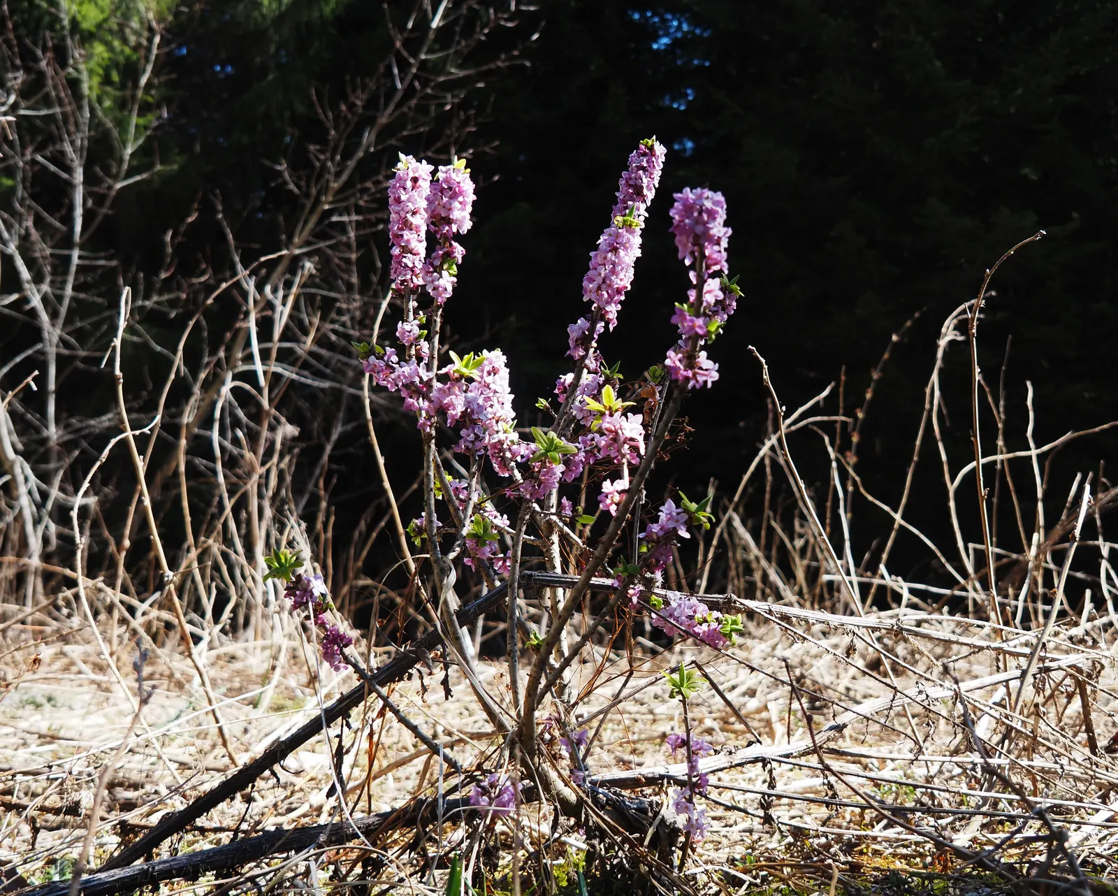 February Daphne (Daphne Mezereum) — Post-bloom, it bears red berries, attractive yet poisonous