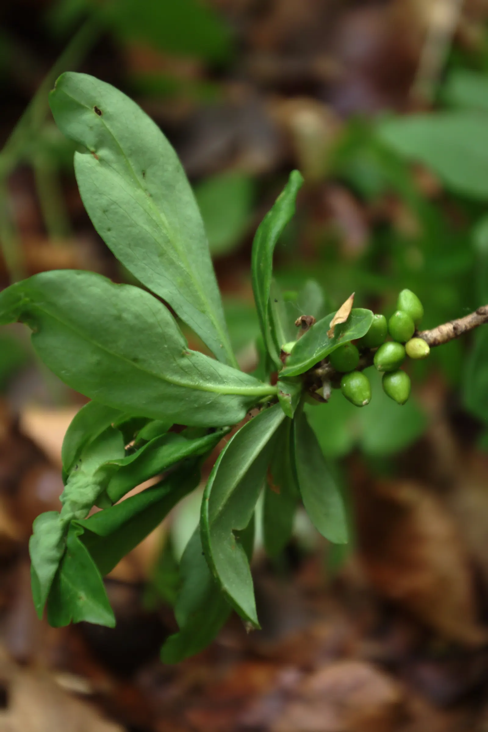 February Daphne (Daphne Mezereum) — is a deciduous shrub prized for its early bloom and richly fragrant flowers; botanically known as Daphne mezereum
