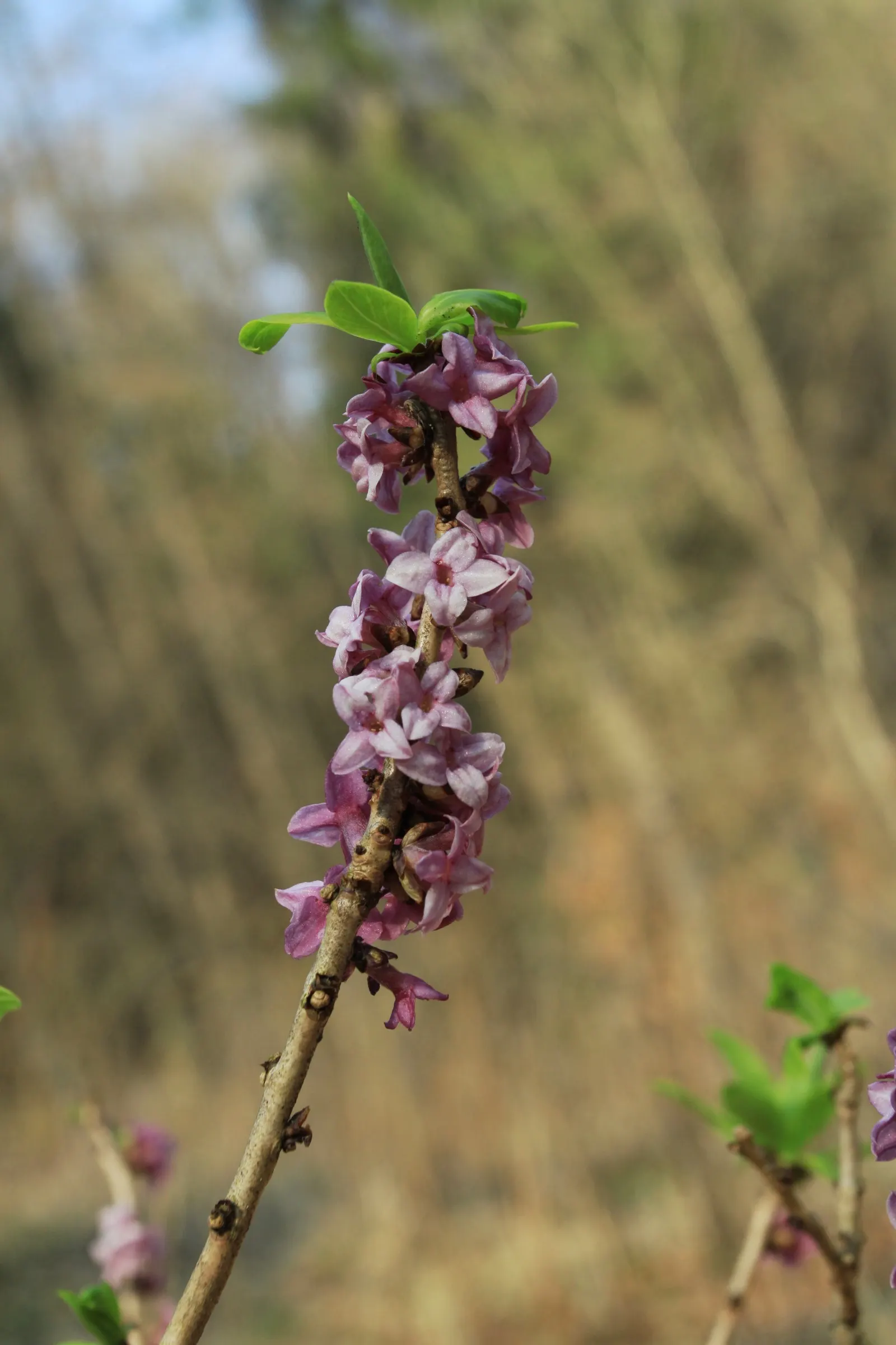 February Daphne (Daphne Mezereum) — pink flowers in the garden; is a deciduous shrub prized for its early bloom and richly fragrant flowers, image 102