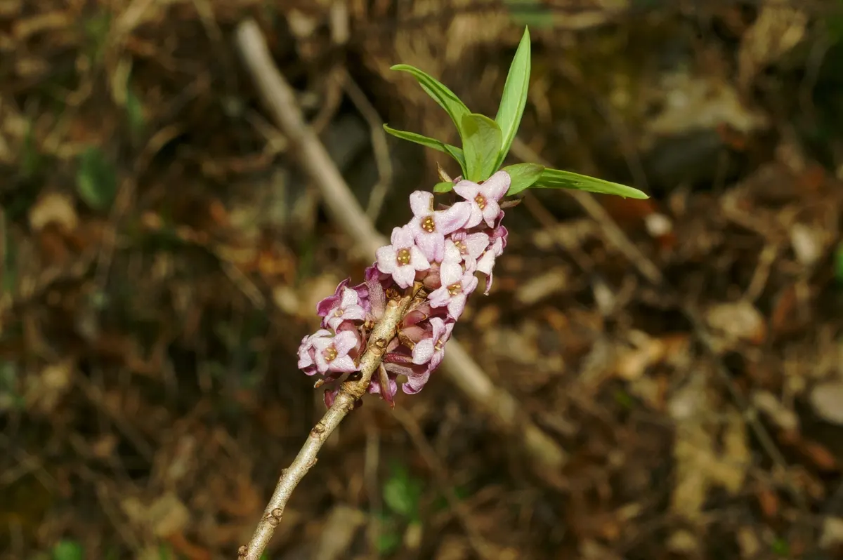 February Daphne (Daphne Mezereum) — Moderate watering is necessary; shrub for half, image 71