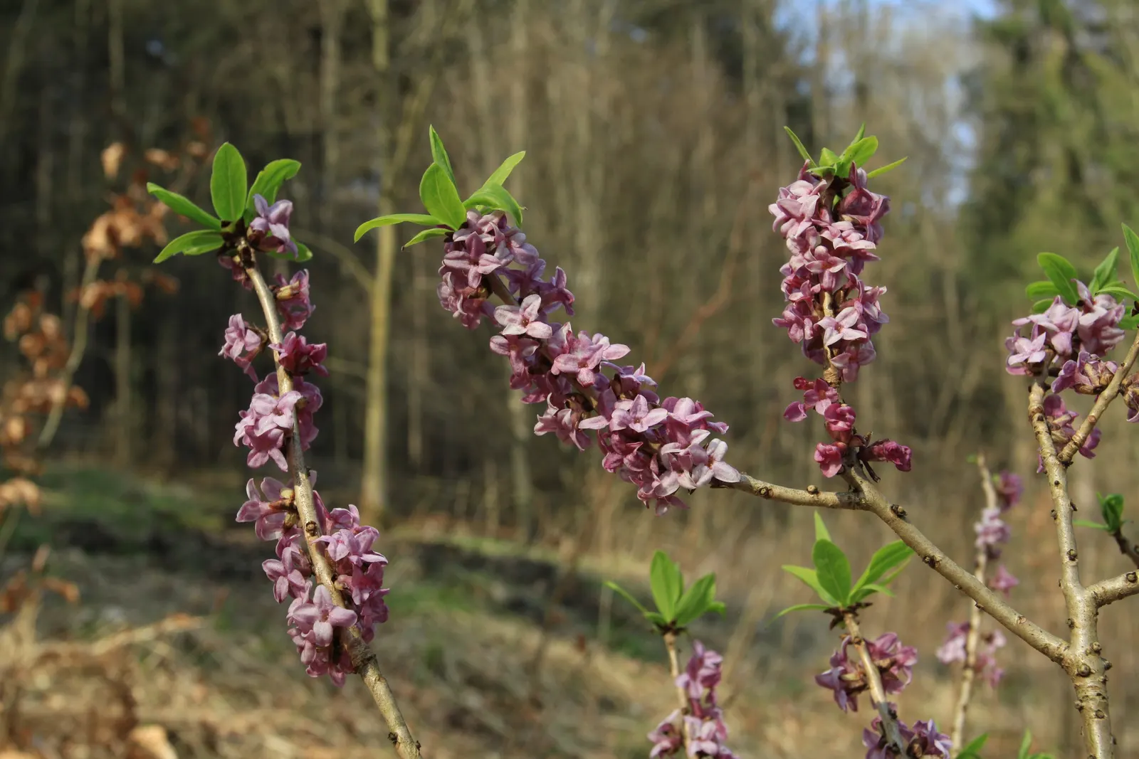 February Daphne (Daphne Mezereum) — shrub for half; so it should be situated away from areas frequented by pets and children