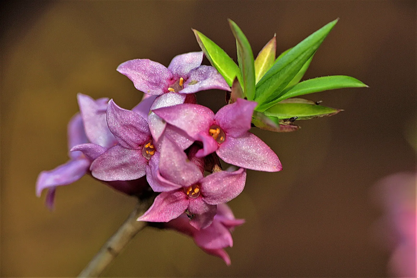 February Daphne (Daphne Mezereum) — which emerge in late winter to early spring; caution is advised due to its toxic nature, image 63