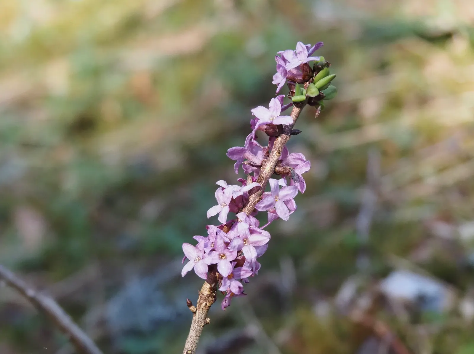February Daphne (Daphne Mezereum) — Ideal for accentuating woodland gardens or shaded borders; this delightful floral display is followed by the appearance of