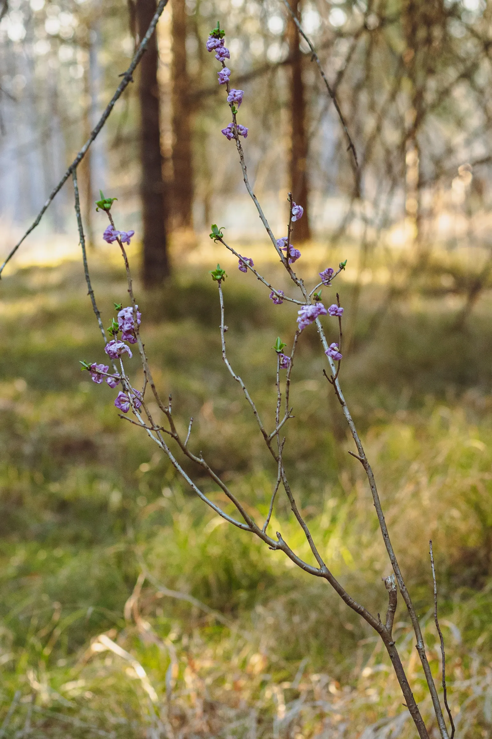 February Daphne (Daphne Mezereum) — Post-bloom, it bears red berries, attractive yet poisonous; ideal for accentuating woodland gardens or shaded, image 83