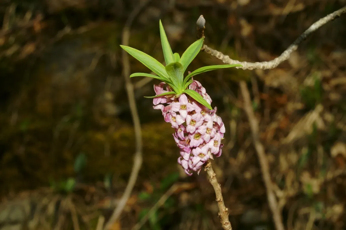 February Daphne (Daphne Mezereum) — so it should be situated away from areas frequented by pets and children; blossoms early spring before leaf, image 75