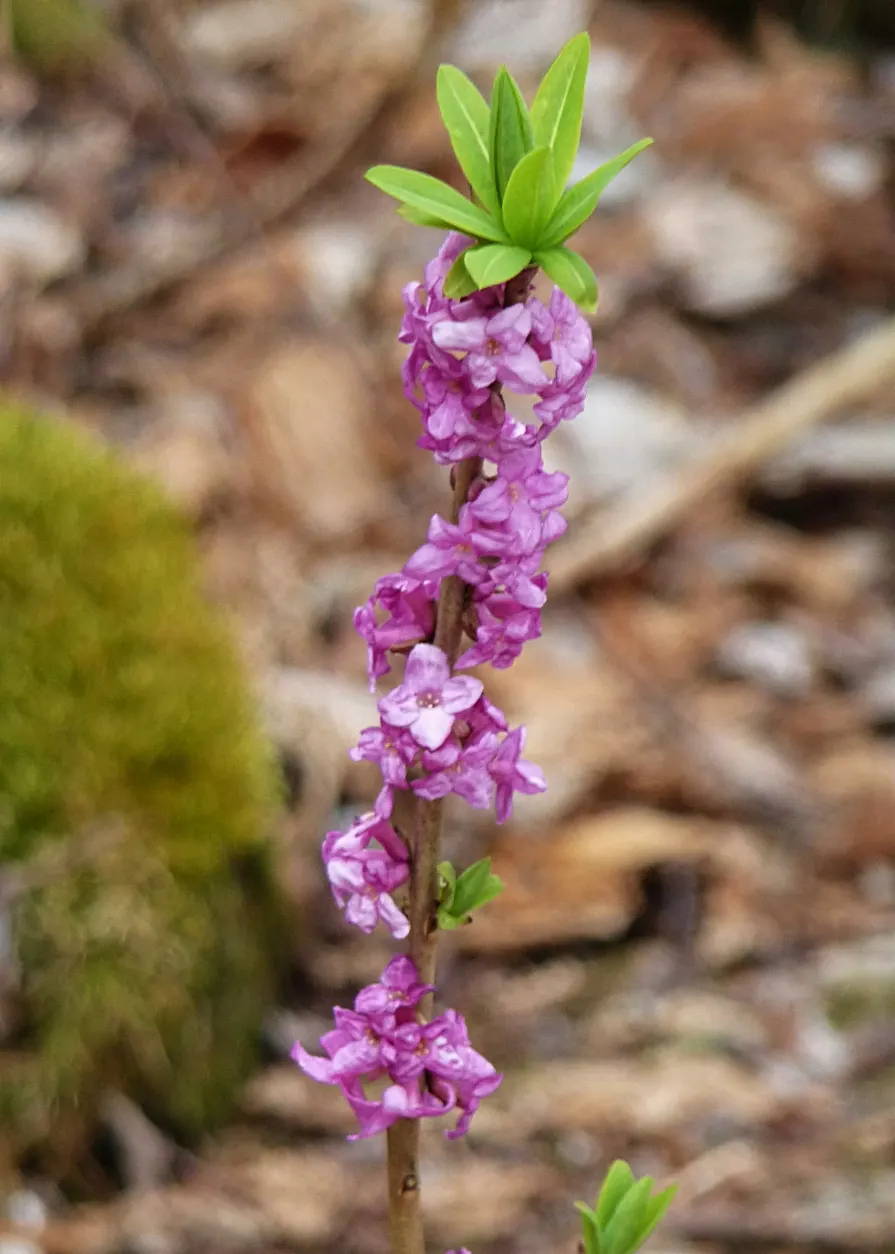 February Daphne (Daphne Mezereum) — <br><br>A standout feature of Daphne mezereum is its profusion of pink to light purple flowers; the plant bears, image 88