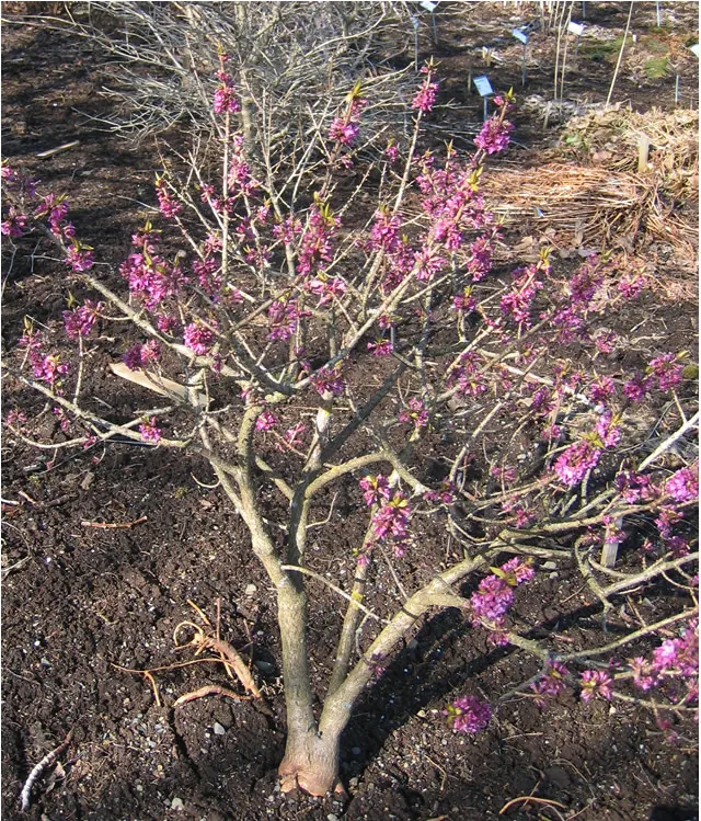 February Daphne (Daphne Mezereum) — <br><br>A standout feature of Daphne mezereum is its profusion of pink to light purple flowers; the plant bears, image 62