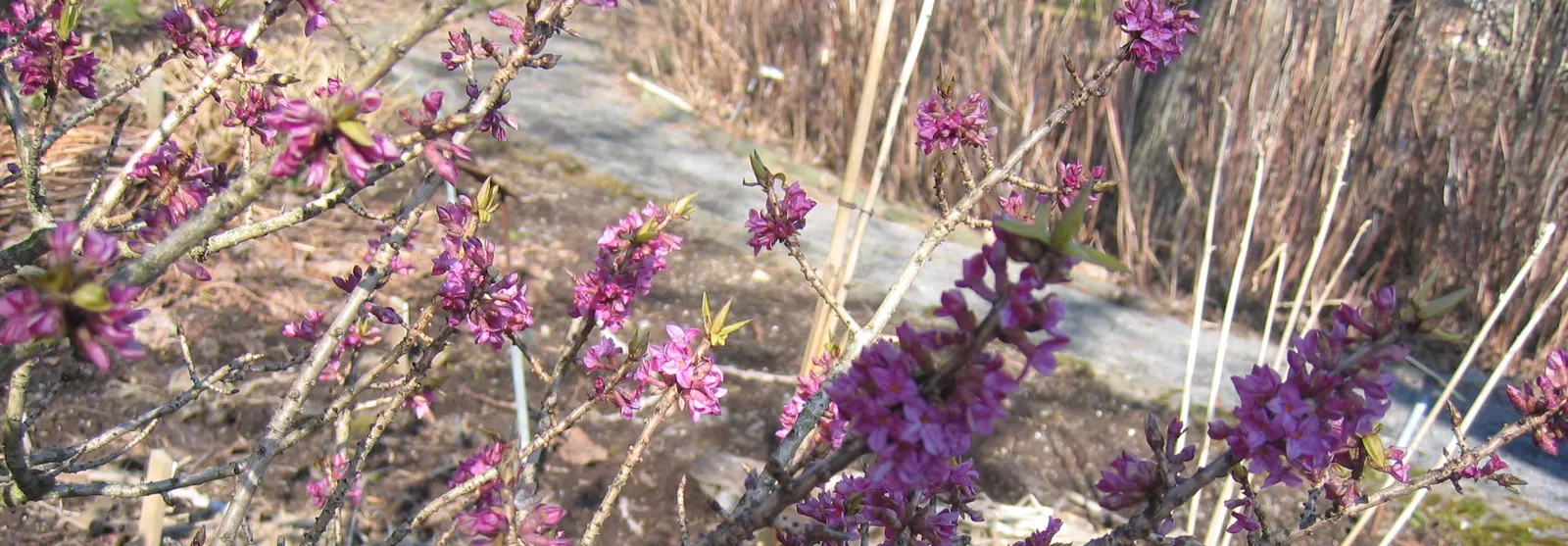 February Daphne (Daphne Mezereum) — Reaching up to 4ft in height and spread, it thrives in partial shade with well-drained soil; it should be, image 55