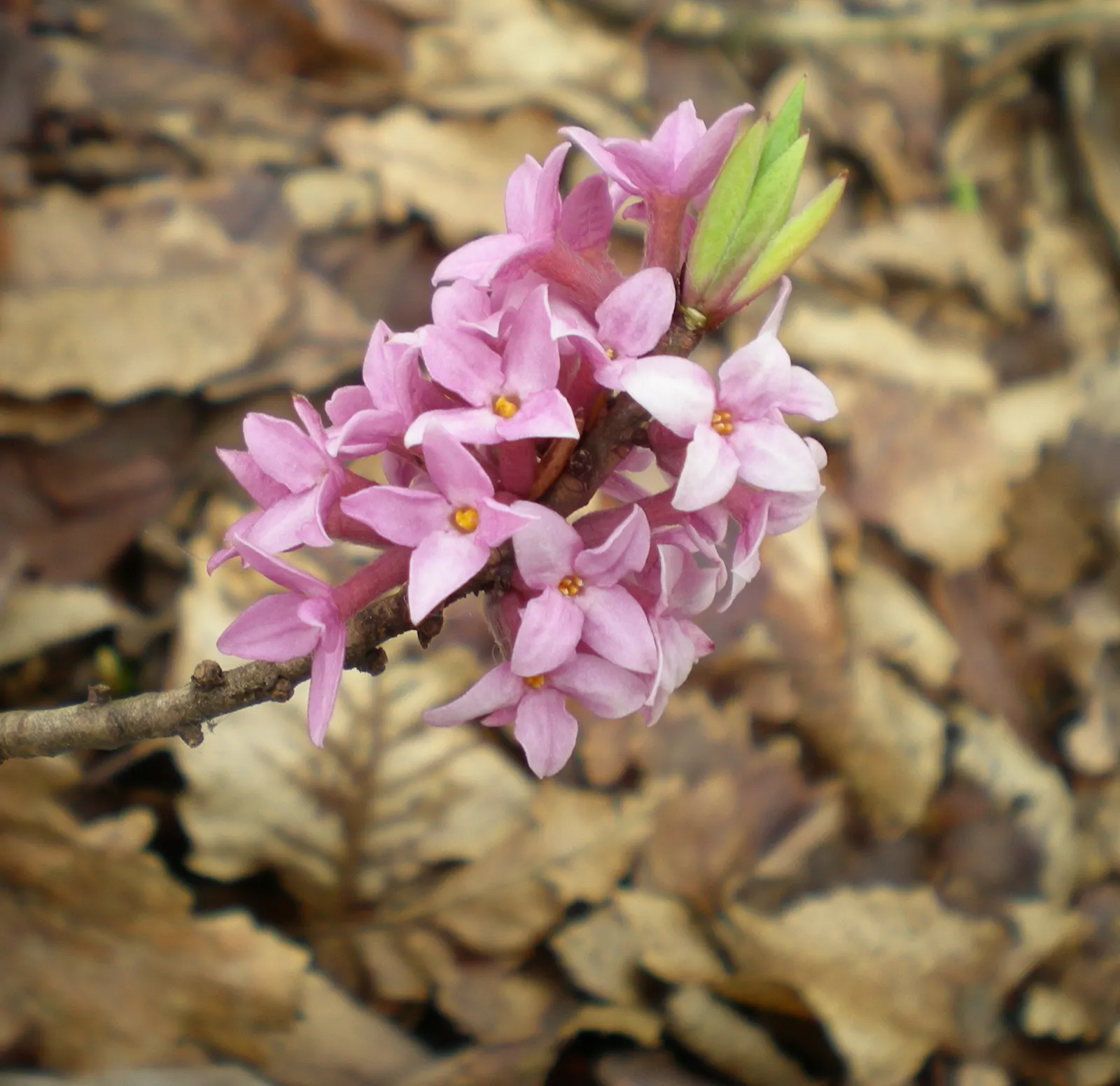 February Daphne (Daphne Mezereum) — It should be positioned in partial shade to full sun, bearing in mind that too much heat can be detrimental; moderate