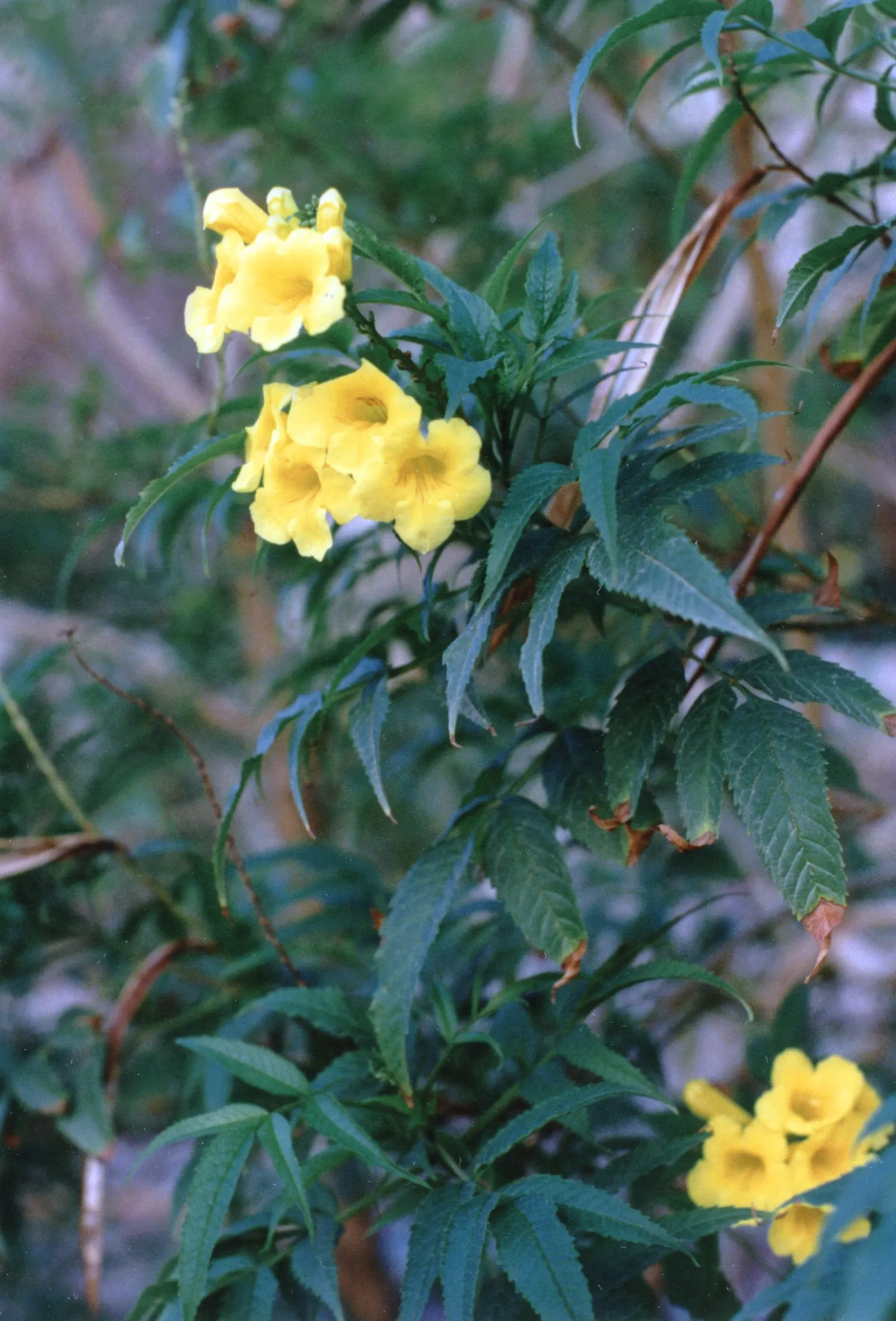 Cat's Claw, Yellow Trumpet Vine (Macfadyena Unguis-Cati) — It is relatively drought-tolerant once established