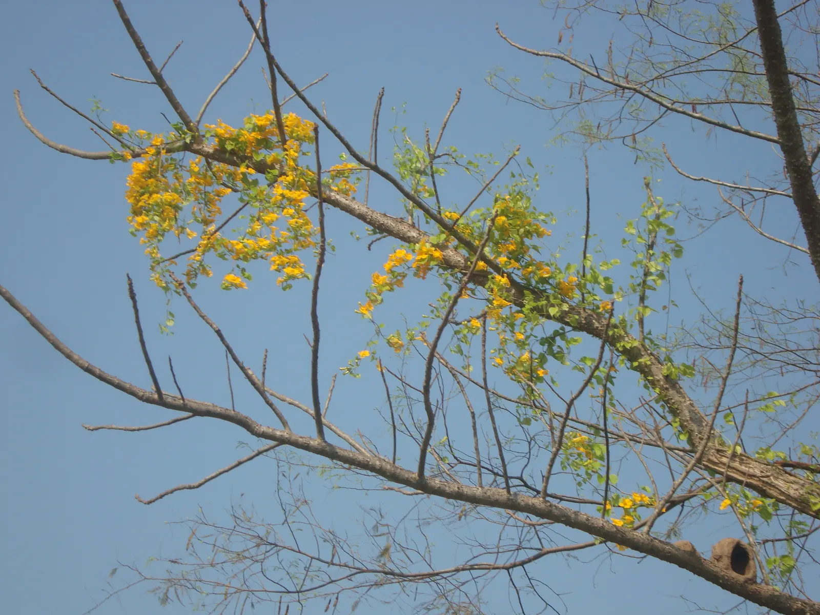 Cat's Claw, Yellow Trumpet Vine (Macfadyena Unguis-Cati) — It is relatively drought-tolerant once established; yellow flowers in the garden