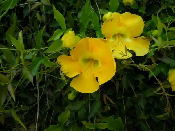 Cat's Claw, Yellow Trumpet Vine (Macfadyena Unguis-Cati) — This evergreen vine blooms with vibrant yellow, trumpet-shaped flowers in spring and, image 53