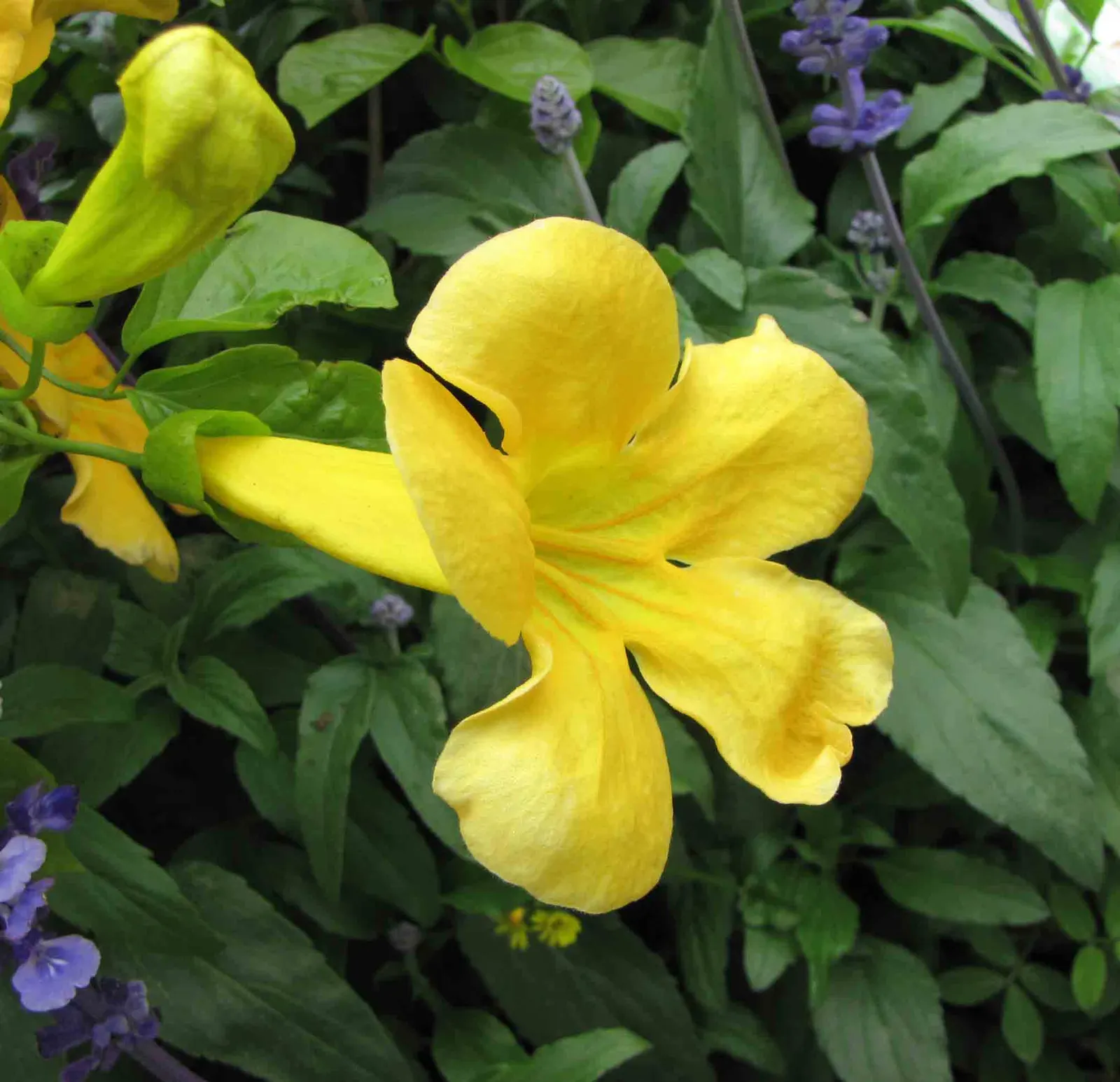 Cat's Claw, Yellow Trumpet Vine (Macfadyena Unguis-Cati) — and trellises in a landscape design.<br><br>Its glossy; botanical name Macfadyena unguis-cati