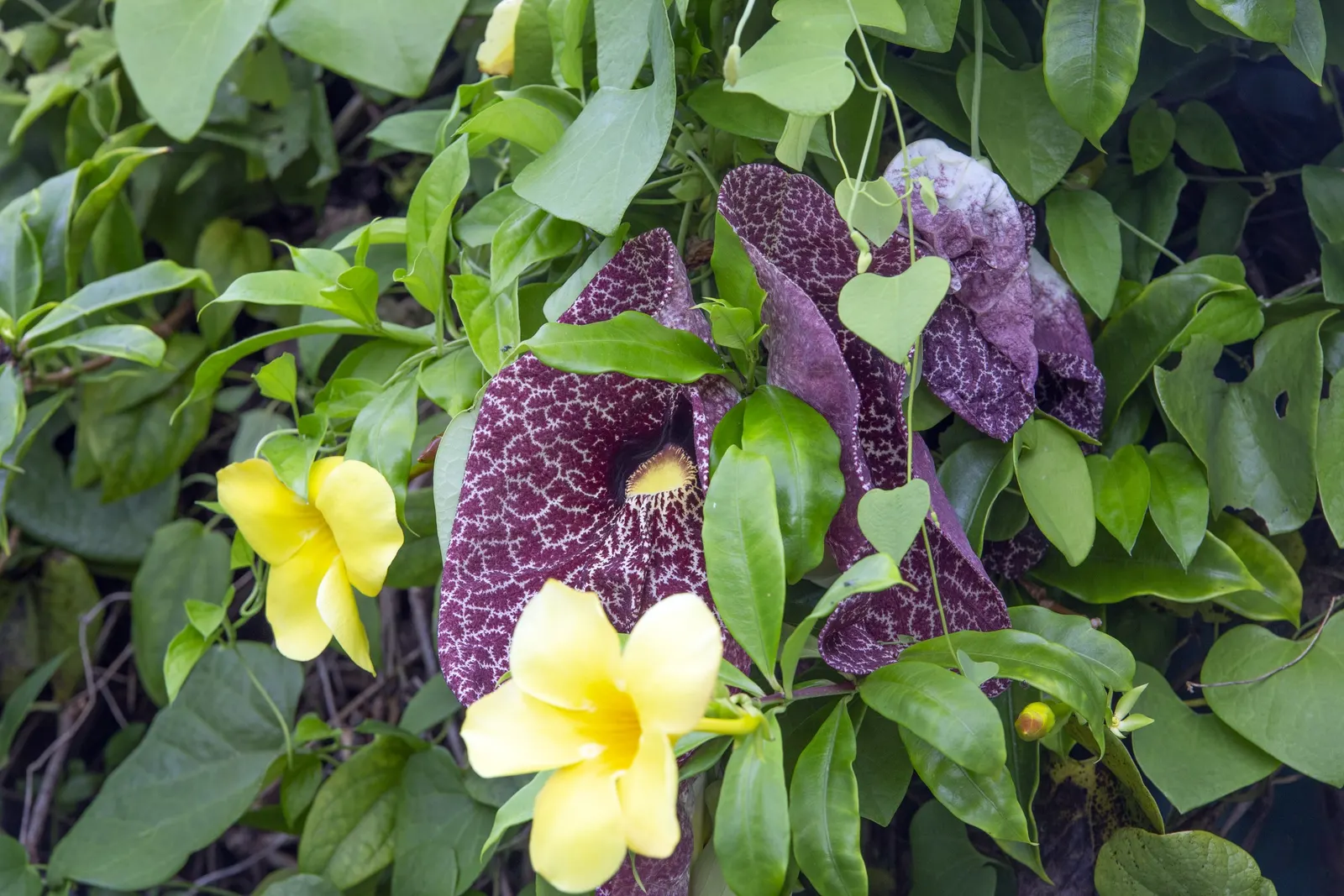 Cat's Claw, Yellow Trumpet Vine (Macfadyena Unguis-Cati) — Macfadyena unguis-cati, commonly known as the Cat's Claw or Yellow Trumpet Vine, is a, image 26