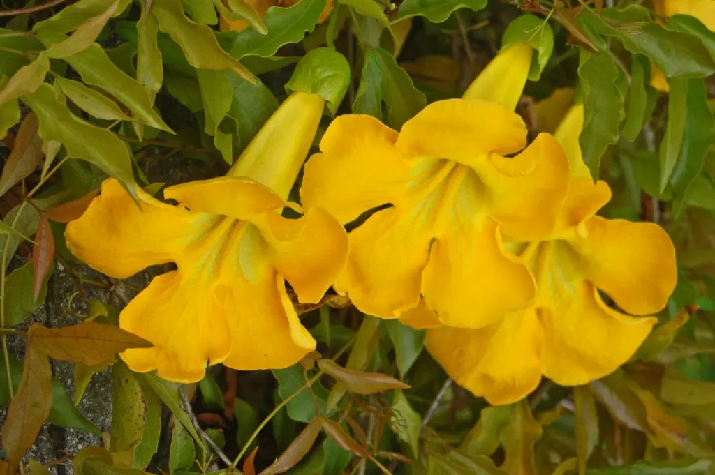 Cat's Claw, Yellow Trumpet Vine (Macfadyena Unguis-Cati) — Beware of its invasive potential; regular pruning and management may be necessary to keep it within