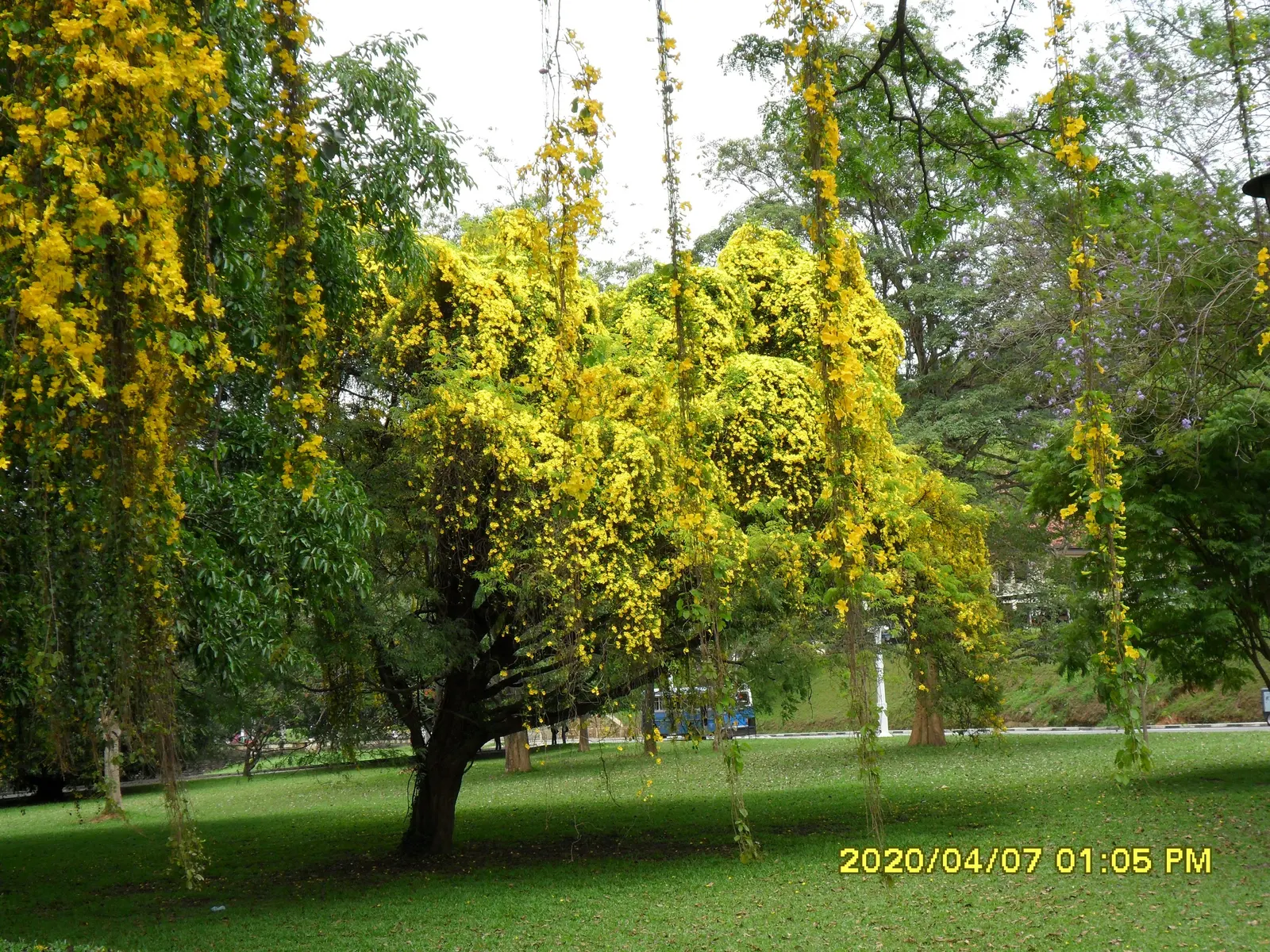 Cat's Claw, Yellow Trumpet Vine (Macfadyena Unguis-Cati) — It thrives in full sun to partial shade and is well-suited for trellises or fences; vine for full or