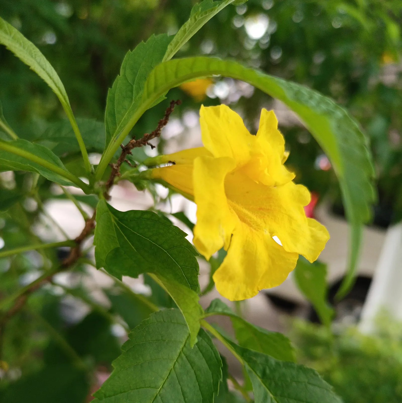 Cat's Claw, Yellow Trumpet Vine (Macfadyena Unguis-Cati) — trumpet-shaped flowers emerge in the late spring to early summer; beware of its invasive potential