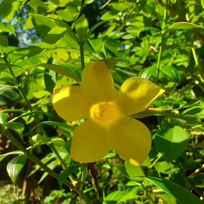 Cat's Claw, Yellow Trumpet Vine (Macfadyena Unguis-Cati) — It thrives in full sun to partial shade and is well-suited for trellises or fences