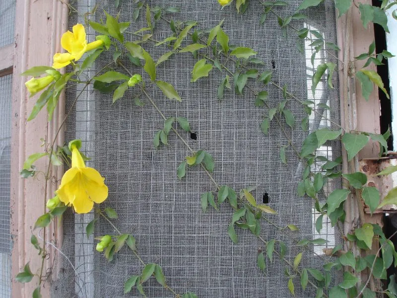 Cat's Claw, Yellow Trumpet Vine (Macfadyena Unguis-Cati) — botanical name Macfadyena unguis-cati