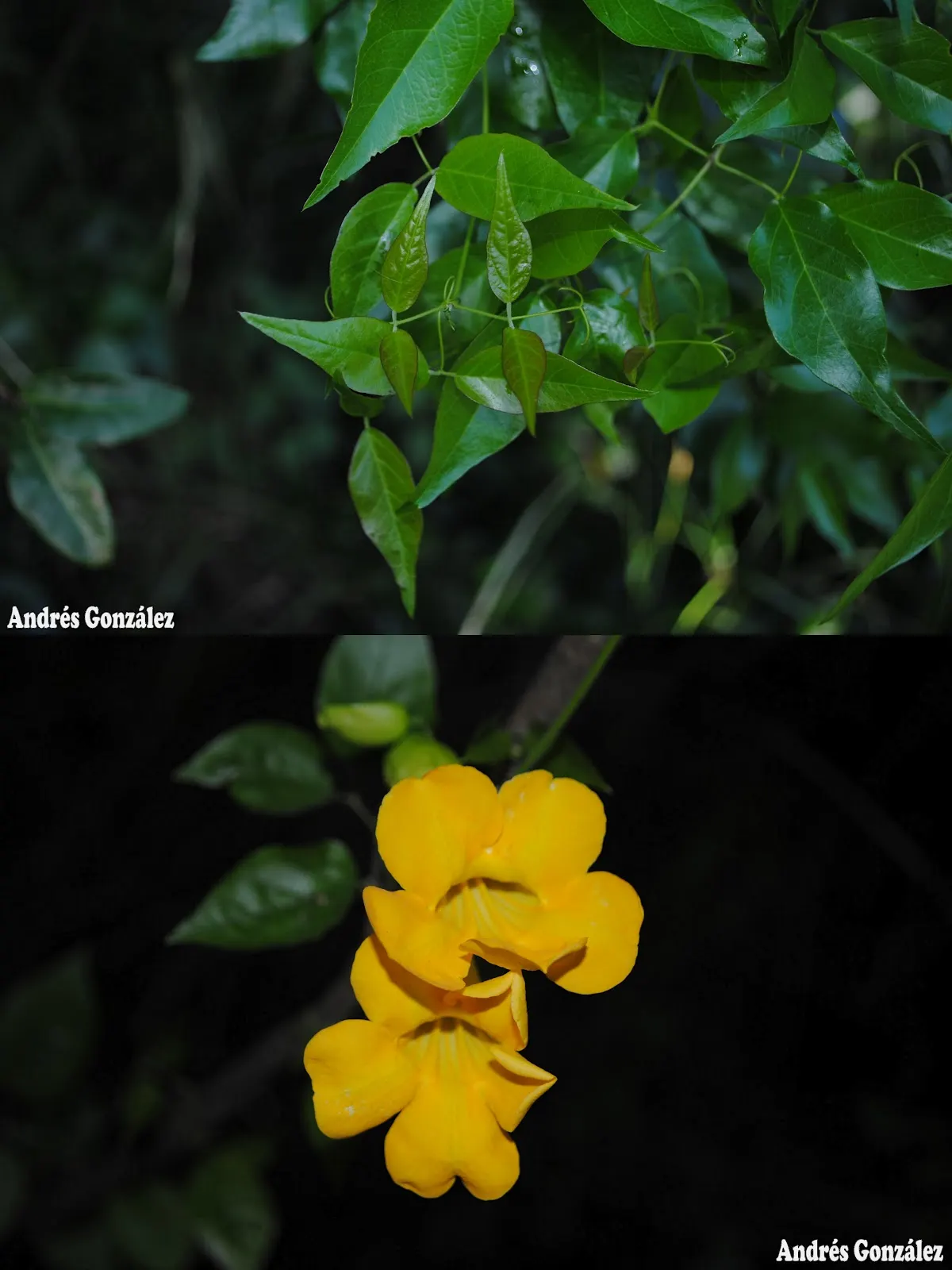 Cat's Claw, Yellow Trumpet Vine (Macfadyena Unguis-Cati) — botanical name Macfadyena unguis-cati; trumpet-shaped flowers emerge in the late spring, image 56