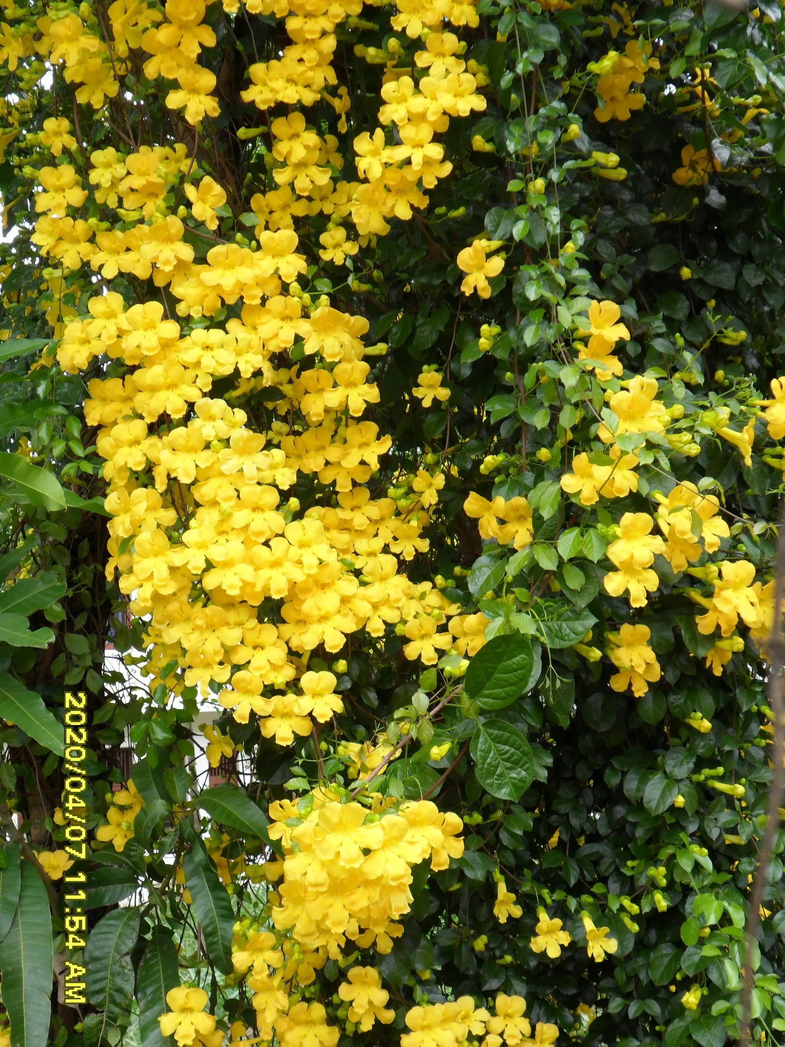 Cat's Claw, Yellow Trumpet Vine (Macfadyena Unguis-Cati) — Macfadyena unguis-cati, commonly known as the Cat's Claw or Yellow Trumpet Vine, is a, image 51