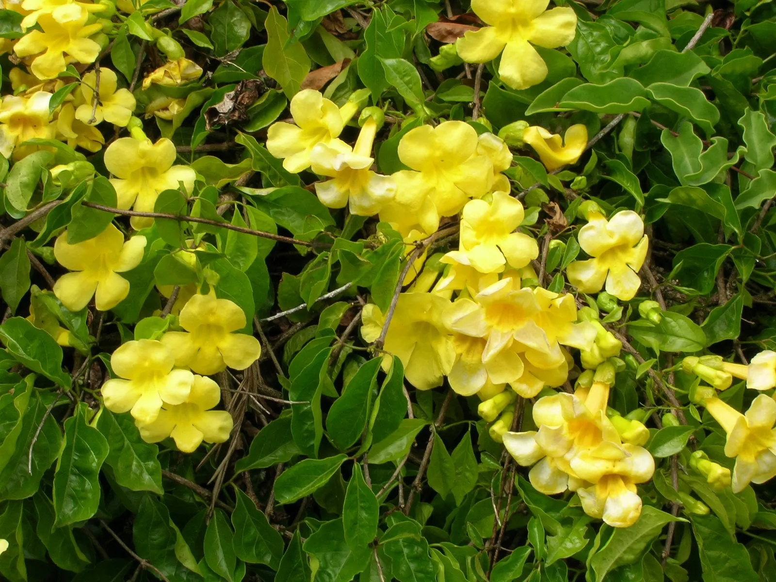 Cat's Claw, Yellow Trumpet Vine (Macfadyena Unguis-Cati) — Hardy and low-maintenance, it adds a splash of color and tropical flair