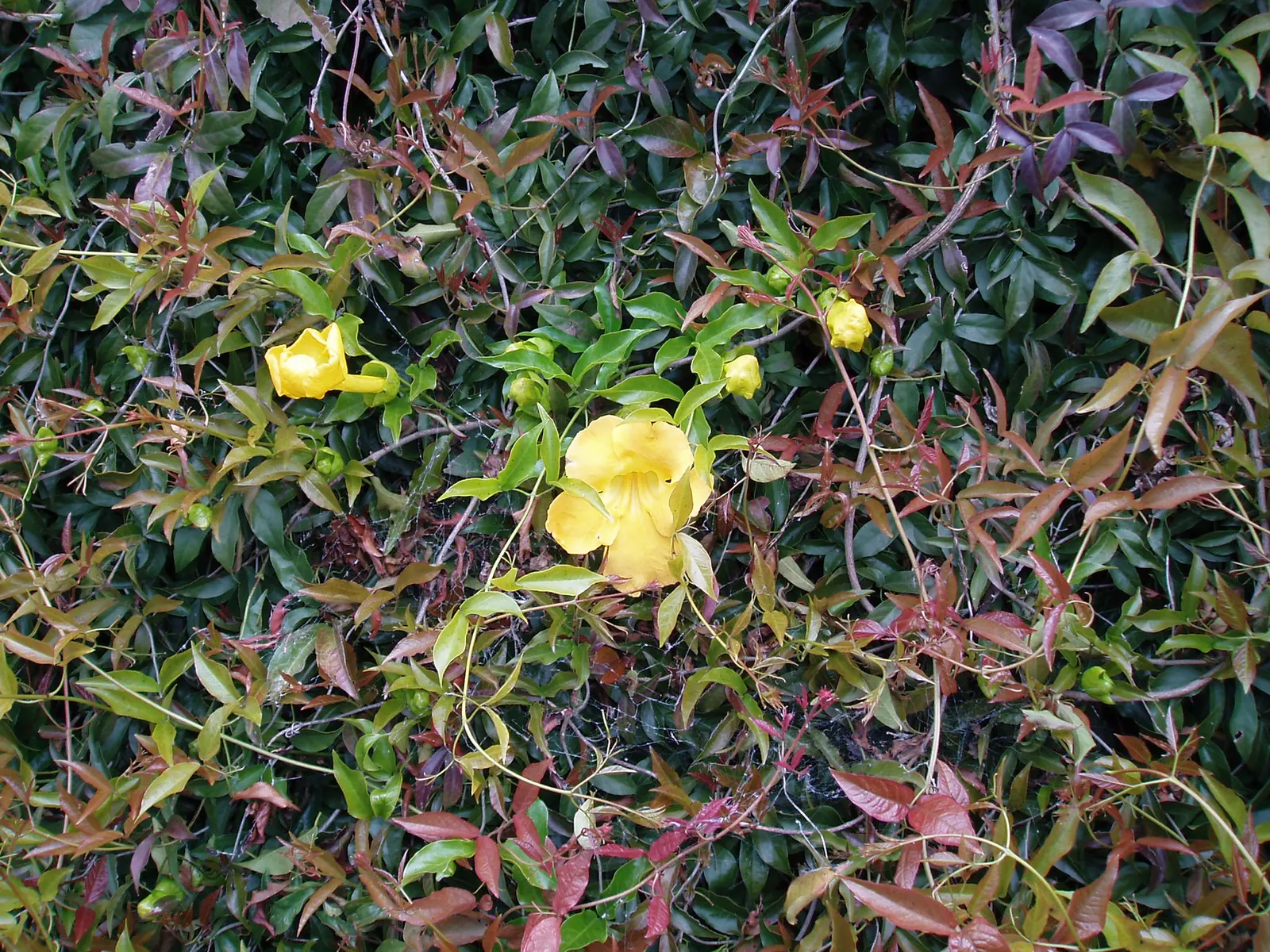 Cat's Claw, Yellow Trumpet Vine (Macfadyena Unguis-Cati) — yellow flowers in the garden; with its claw-like tendrils