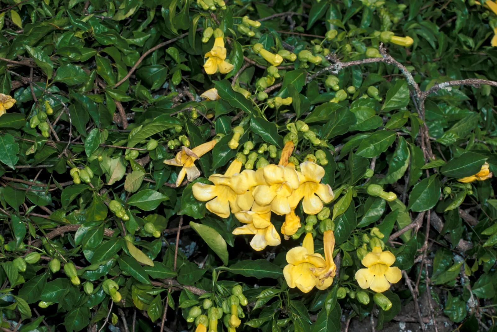 Cat's Claw, Yellow Trumpet Vine (Macfadyena Unguis-Cati) — drenching the vine in a cascade of bright yellow