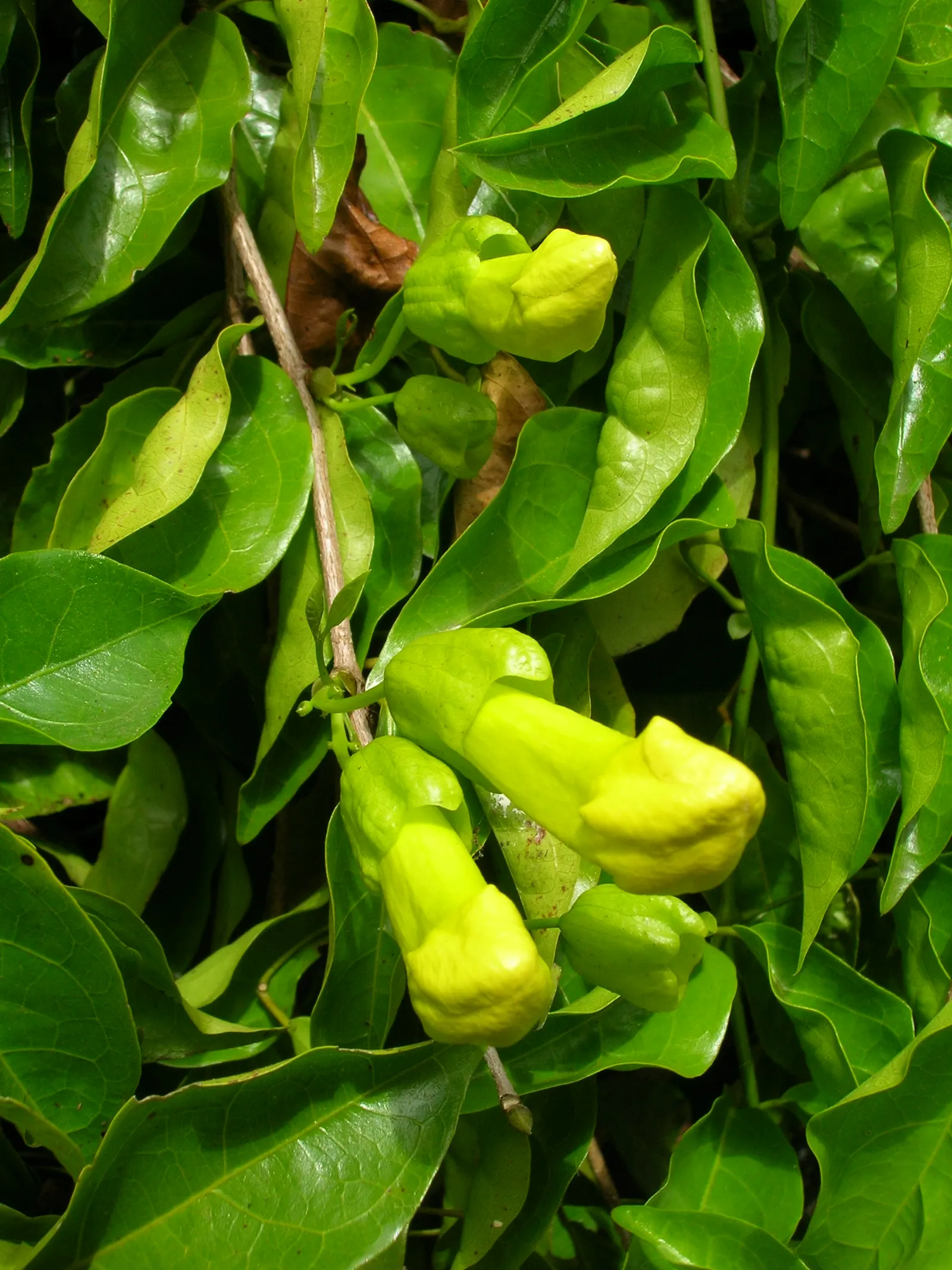 Cat's Claw, Yellow Trumpet Vine (Macfadyena Unguis-Cati) — vine for full or half; the Yellow Trumpet Vine is perfect for adding a splash of color and vertical