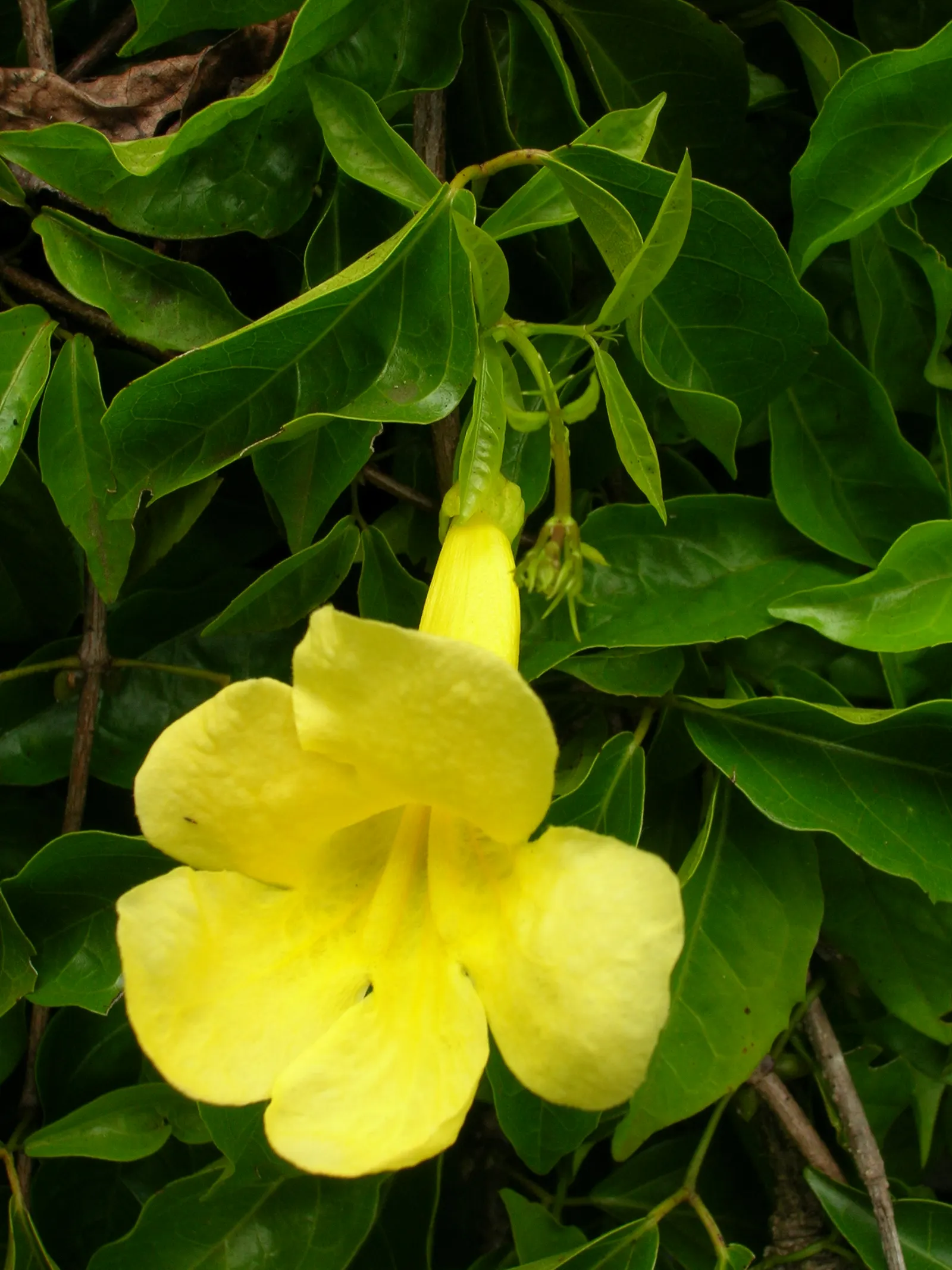 Cat's Claw, Yellow Trumpet Vine (Macfadyena Unguis-Cati) — the Yellow Trumpet Vine is perfect for adding a splash of color and vertical interest to, image 47