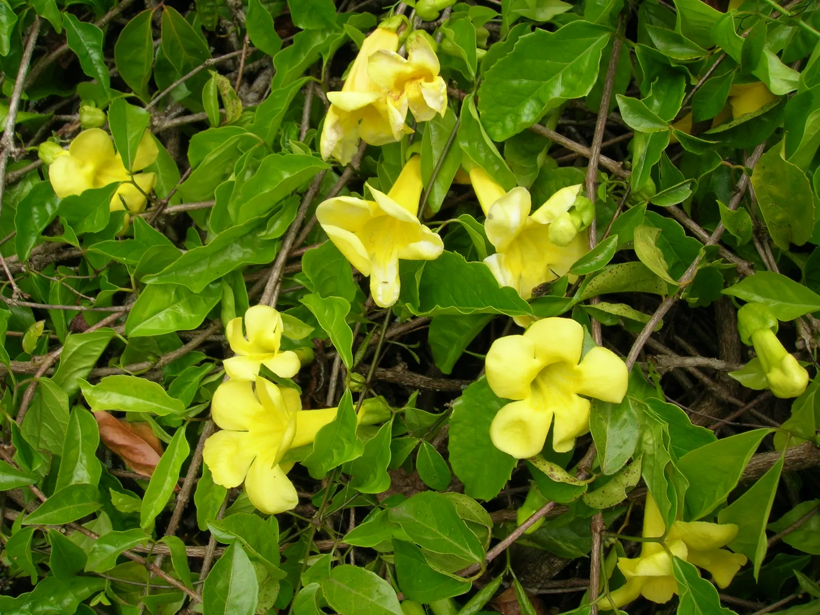Cat's Claw, Yellow Trumpet Vine (Macfadyena Unguis-Cati) — which can reach lengths of up to 50 feet; this fast-growing evergreen vine securely latches onto