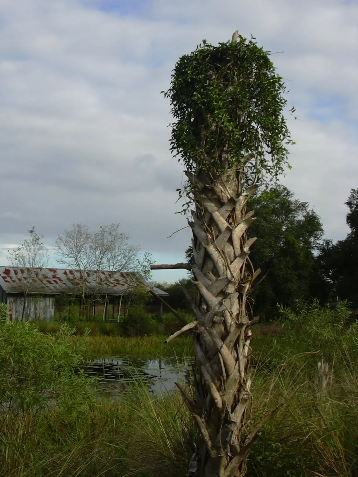 Cat's Claw, Yellow Trumpet Vine (Macfadyena Unguis-Cati) — and trellises in a landscape design.<br><br>Its glossy