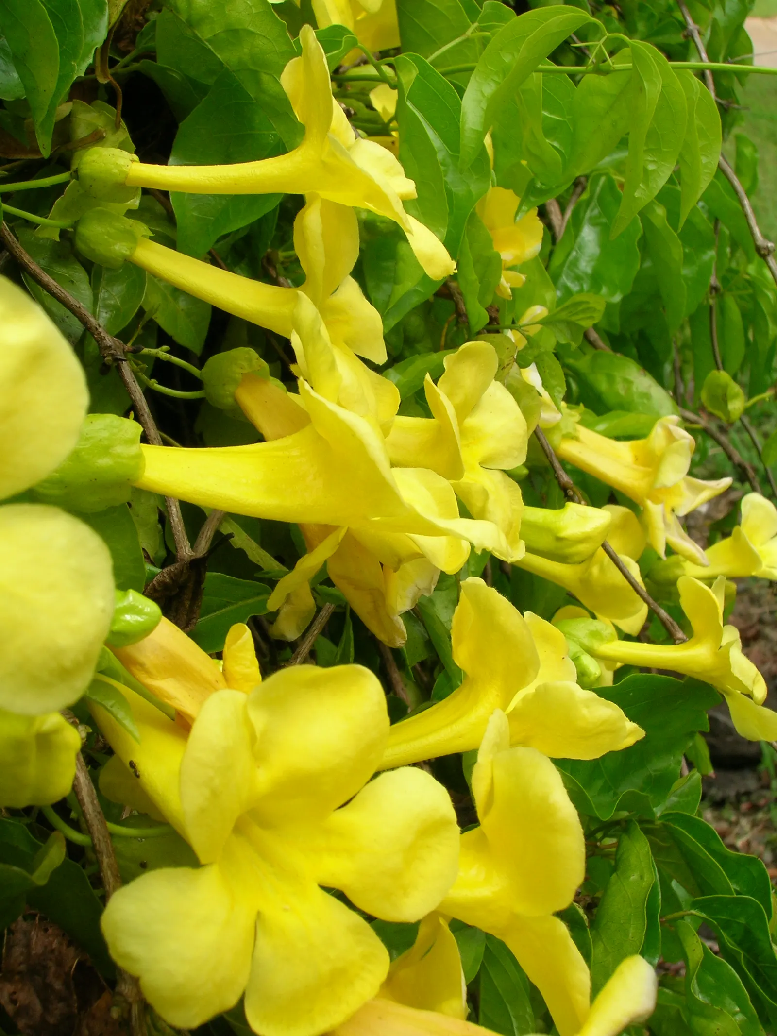 Cat's Claw, Yellow Trumpet Vine (Macfadyena Unguis-Cati) — vine with yellow blooms; drenching the vine in a cascade of bright yellow