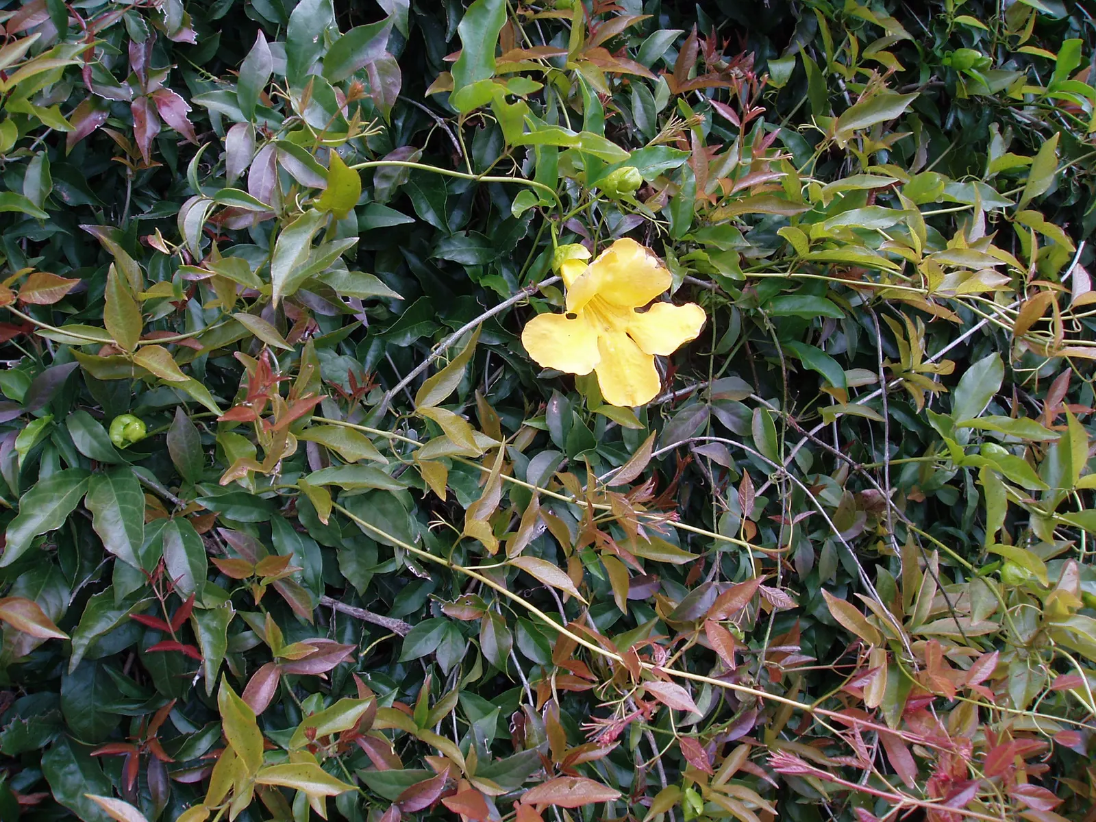 Cat's Claw, Yellow Trumpet Vine (Macfadyena Unguis-Cati) — typically around 3 inches in length; which can reach lengths of up to 50 feet