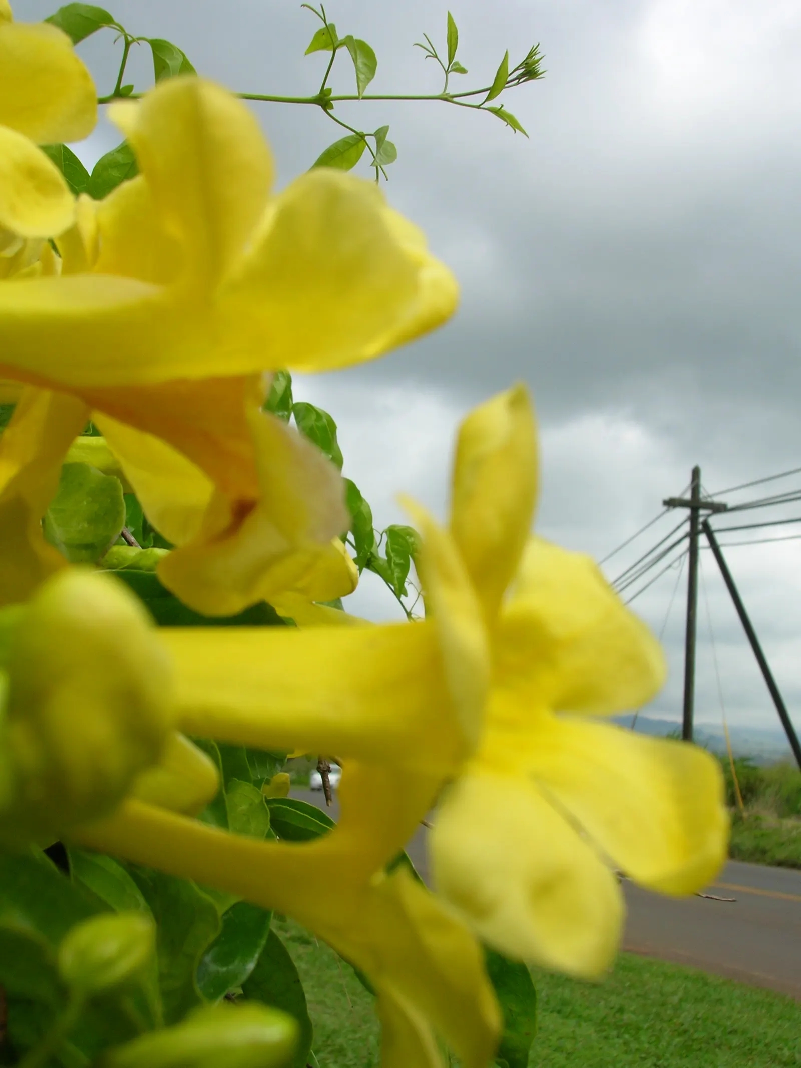 Cat's Claw, Yellow Trumpet Vine (Macfadyena Unguis-Cati) — drenching the vine in a cascade of bright yellow; featuring sharp, claw-like tendrils, it can reach
