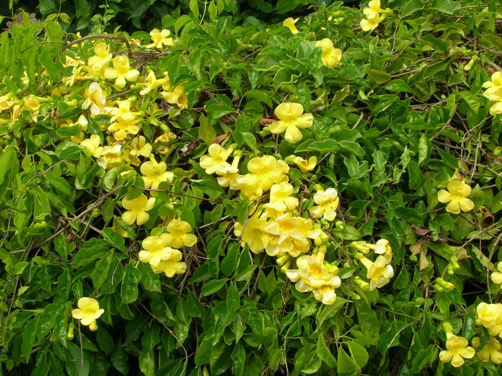 Cat's Claw, Yellow Trumpet Vine (Macfadyena Unguis-Cati) — but regular watering during prolonged dry periods will help maintain its vigor; hardy and