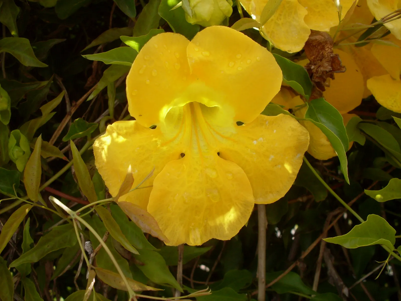 Cat's Claw, Yellow Trumpet Vine (Macfadyena Unguis-Cati) — this fast-growing evergreen vine securely latches onto surfaces; consider its need for full sunlight
