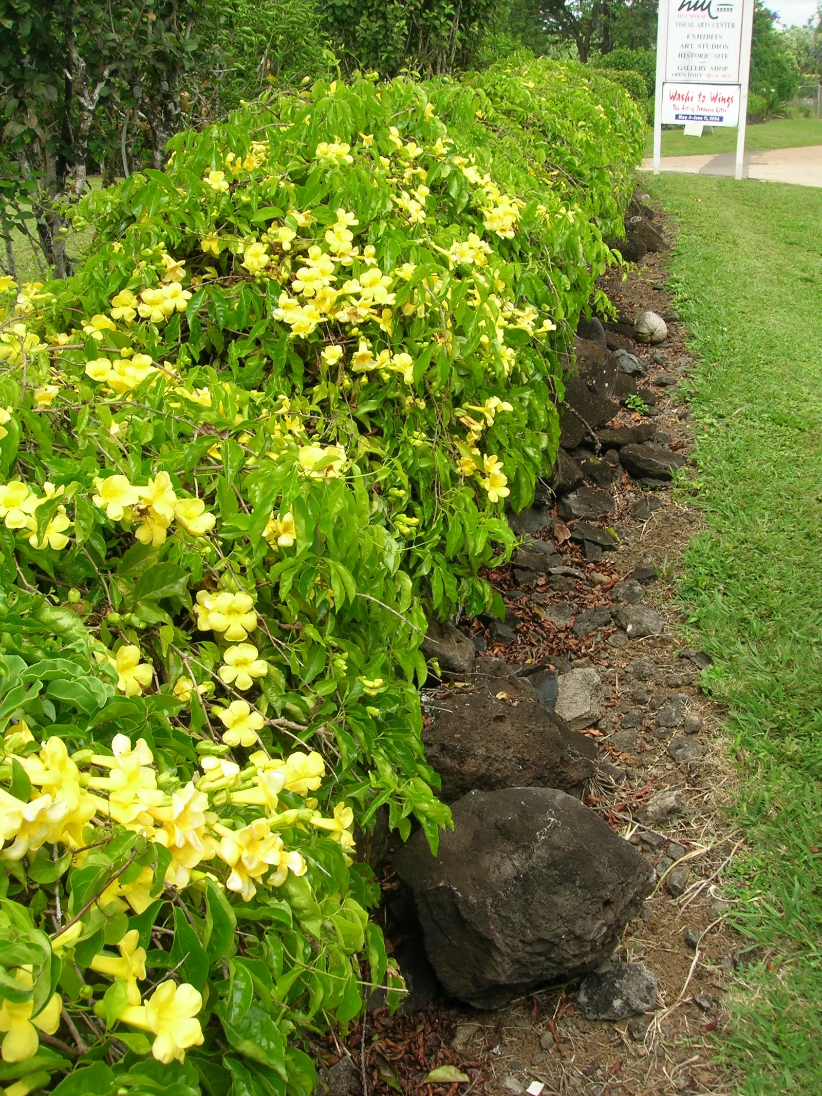 Cat's Claw, Yellow Trumpet Vine (Macfadyena Unguis-Cati) — Featuring sharp, claw-like tendrils, it can reach heights over 20 feet; making it an excellent
