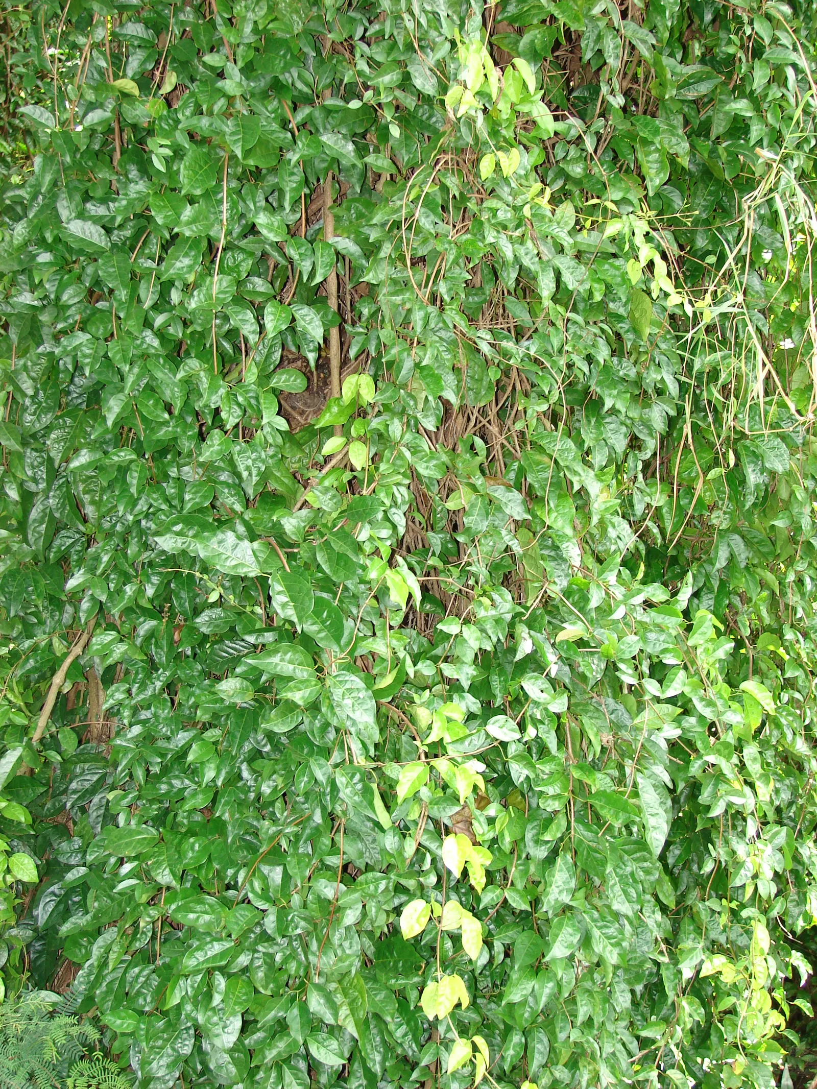 Cat's Claw, Yellow Trumpet Vine (Macfadyena Unguis-Cati) — typically around 3 inches in length