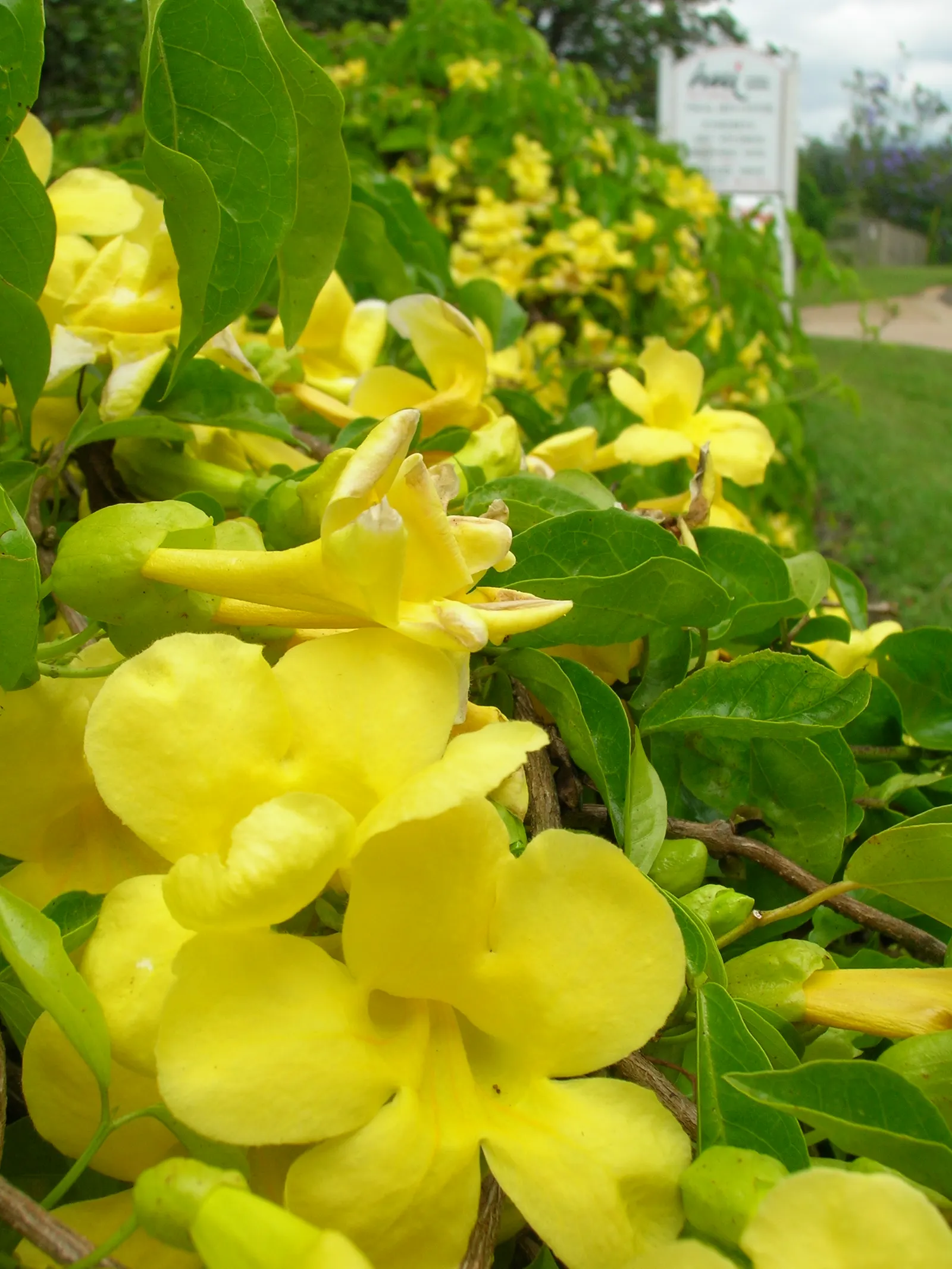 Cat's Claw, Yellow Trumpet Vine (Macfadyena Unguis-Cati) — dark green lanceolate leaves provide a lush backdrop for its striking blooms, image 38