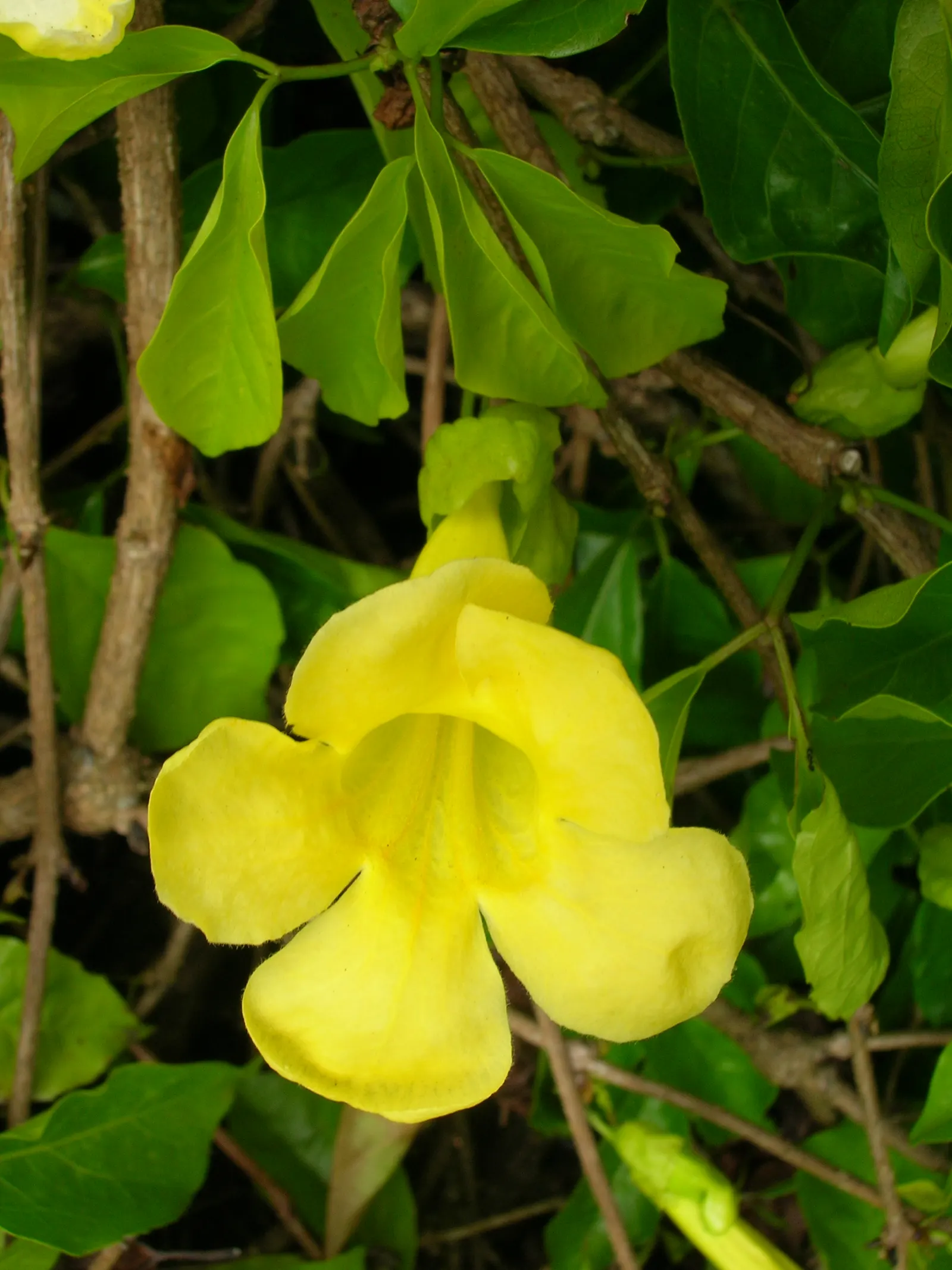 Cat's Claw, Yellow Trumpet Vine (Macfadyena Unguis-Cati) — With its claw-like tendrils; this evergreen vine blooms with vibrant yellow, trumpet-shaped flowers