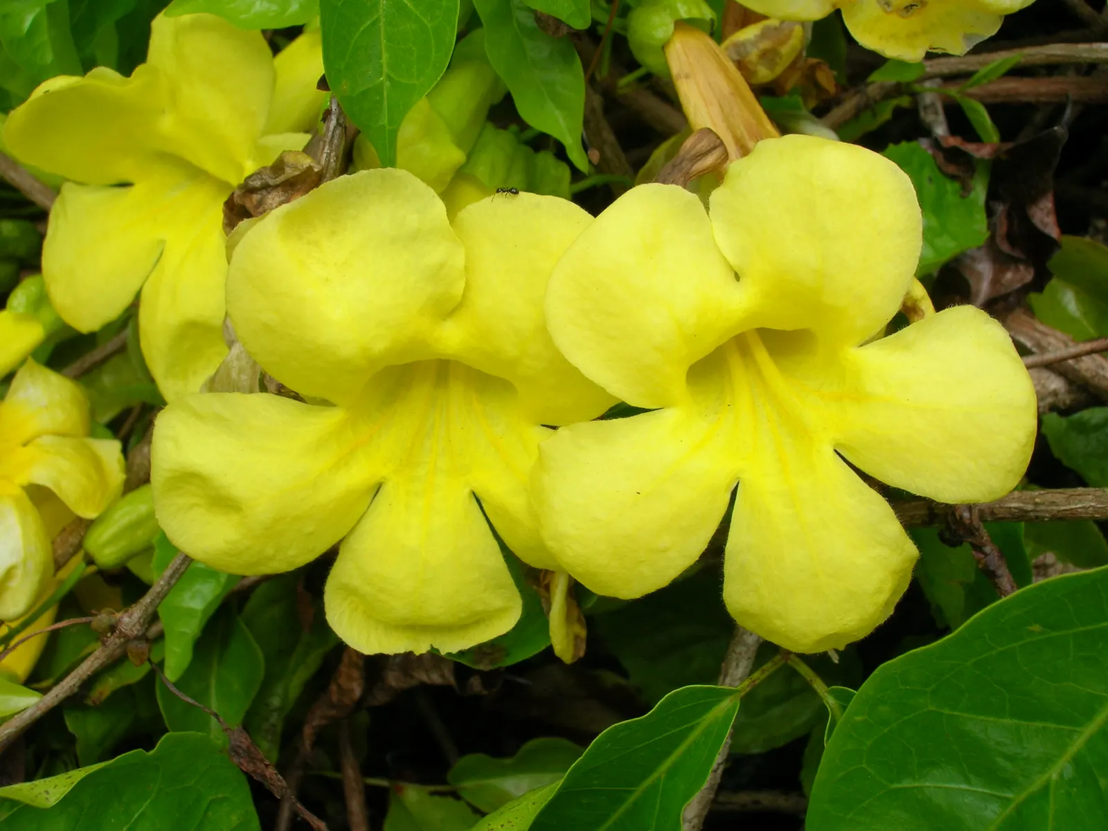 Cat's Claw, Yellow Trumpet Vine (Macfadyena Unguis-Cati) — consider its need for full sunlight to part shade and well-draining soil; typically around 3 inches