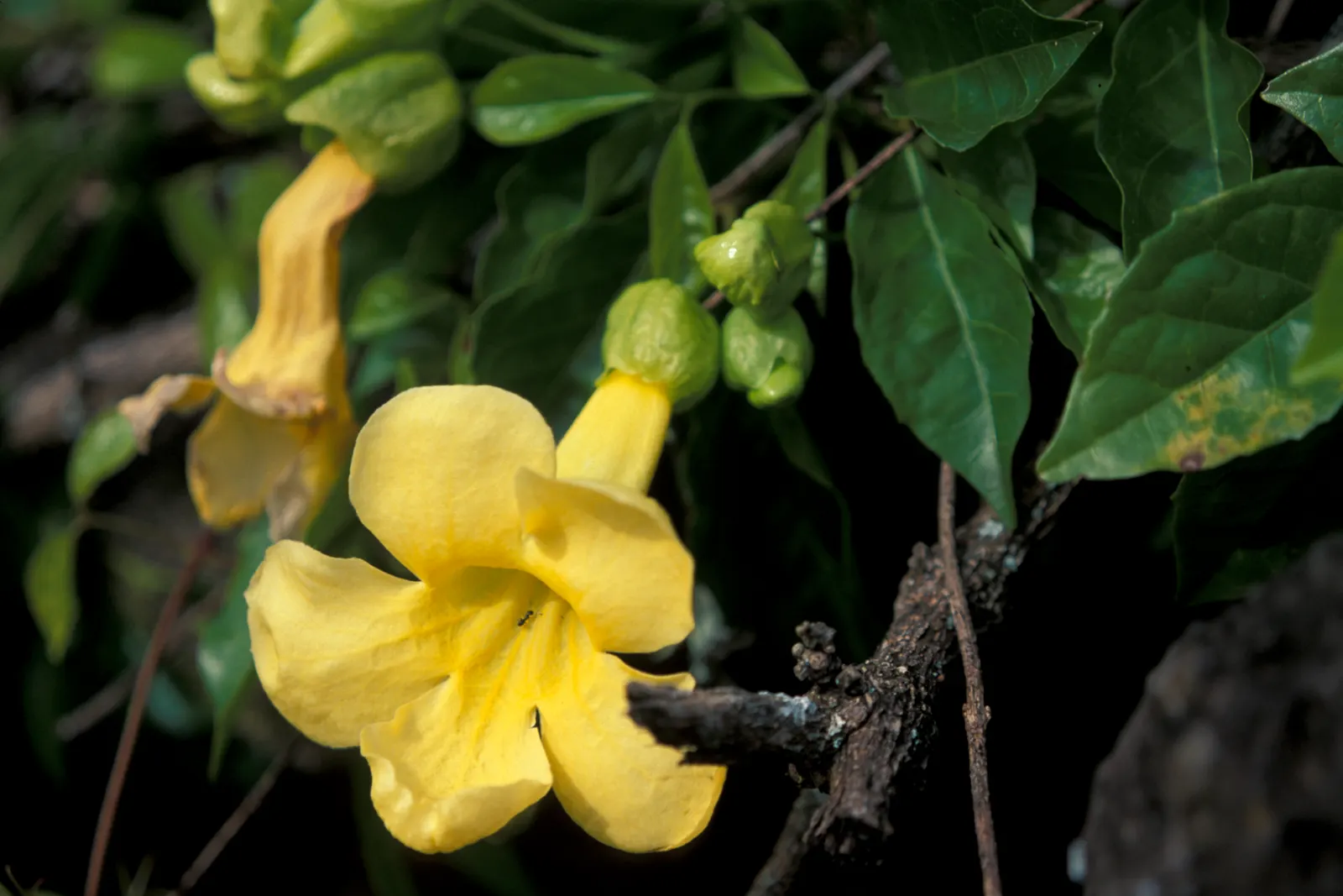 Cat's Claw, Yellow Trumpet Vine (Macfadyena Unguis-Cati) — With its claw-like tendrils