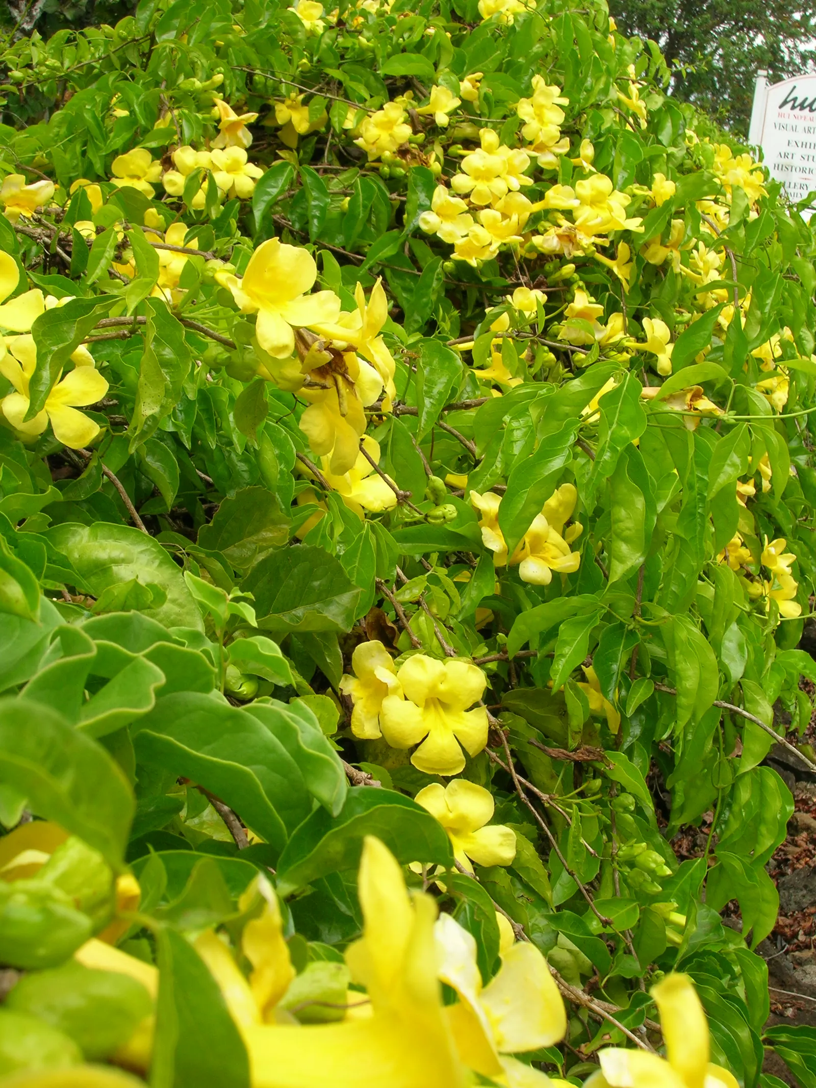 Cat's Claw, Yellow Trumpet Vine (Macfadyena Unguis-Cati) — vine for full or half