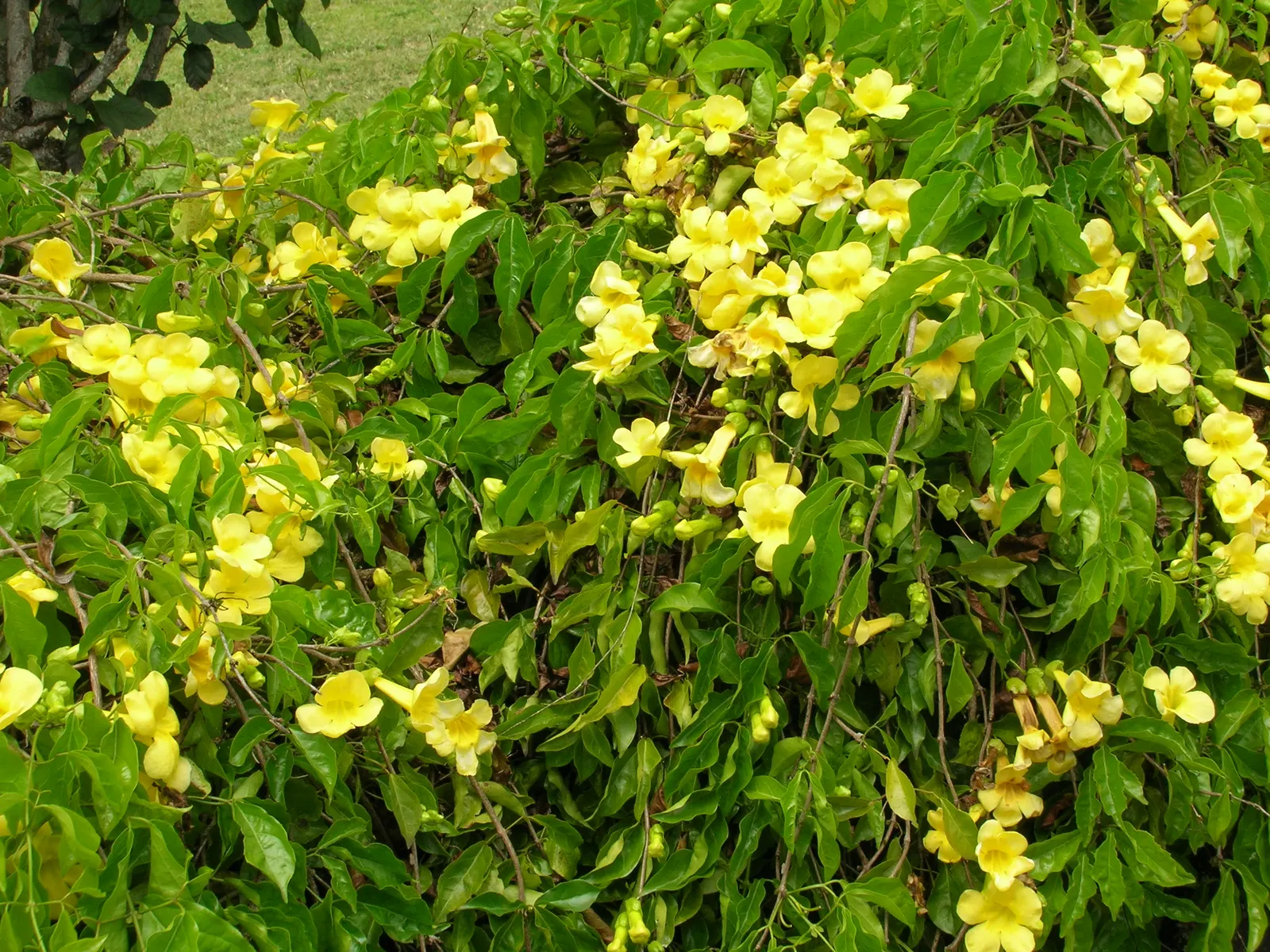 Cat's Claw, Yellow Trumpet Vine (Macfadyena Unguis-Cati) — This evergreen vine blooms with vibrant yellow, trumpet-shaped flowers in spring and repeatedly