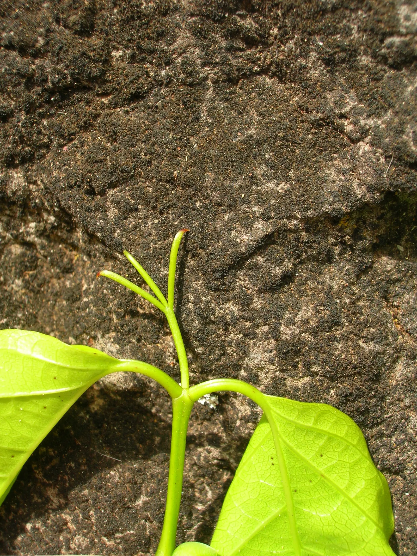 Cat's Claw, Yellow Trumpet Vine (Macfadyena Unguis-Cati) — Featuring sharp, claw-like tendrils, it can reach heights over 20 feet; making it an, image 52
