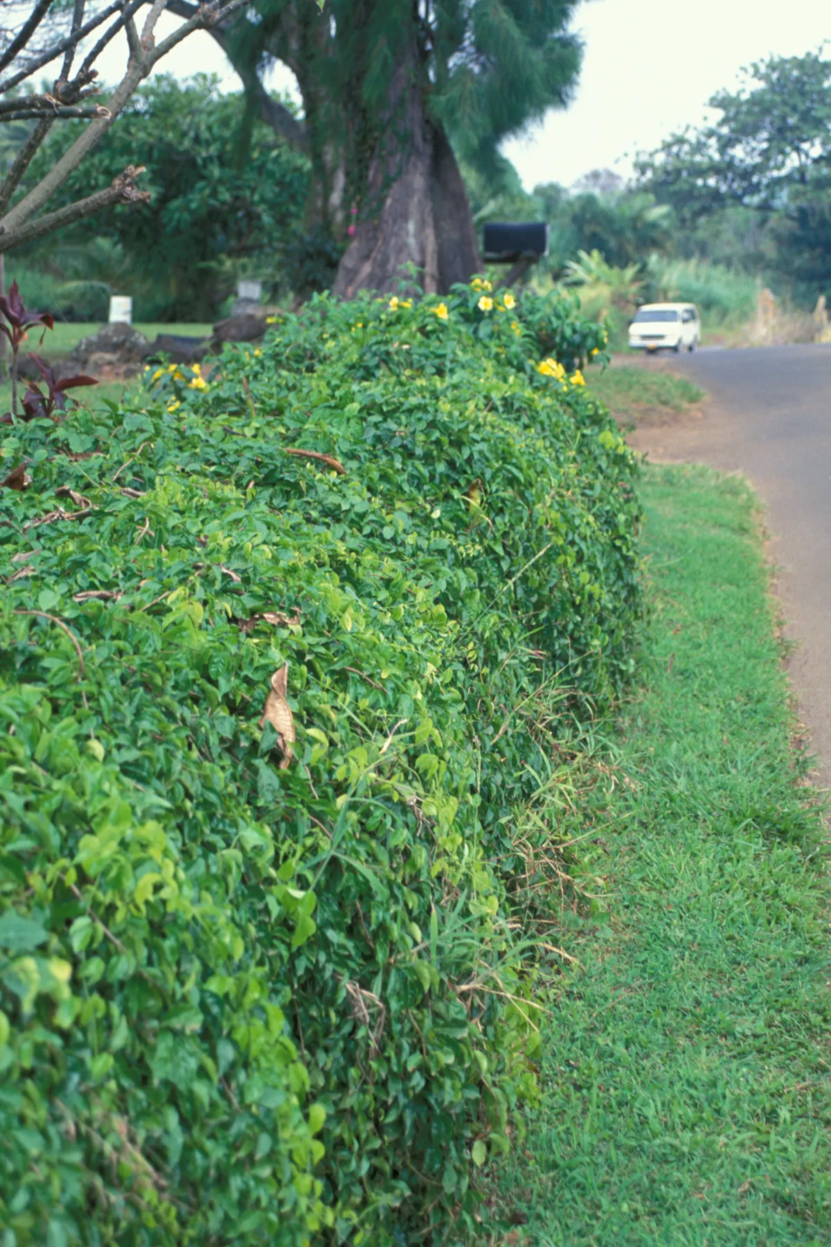 Cat's Claw, Yellow Trumpet Vine (Macfadyena Unguis-Cati) — Hardy and low-maintenance, it adds a splash of color and tropical flair; is a vigorous climbing